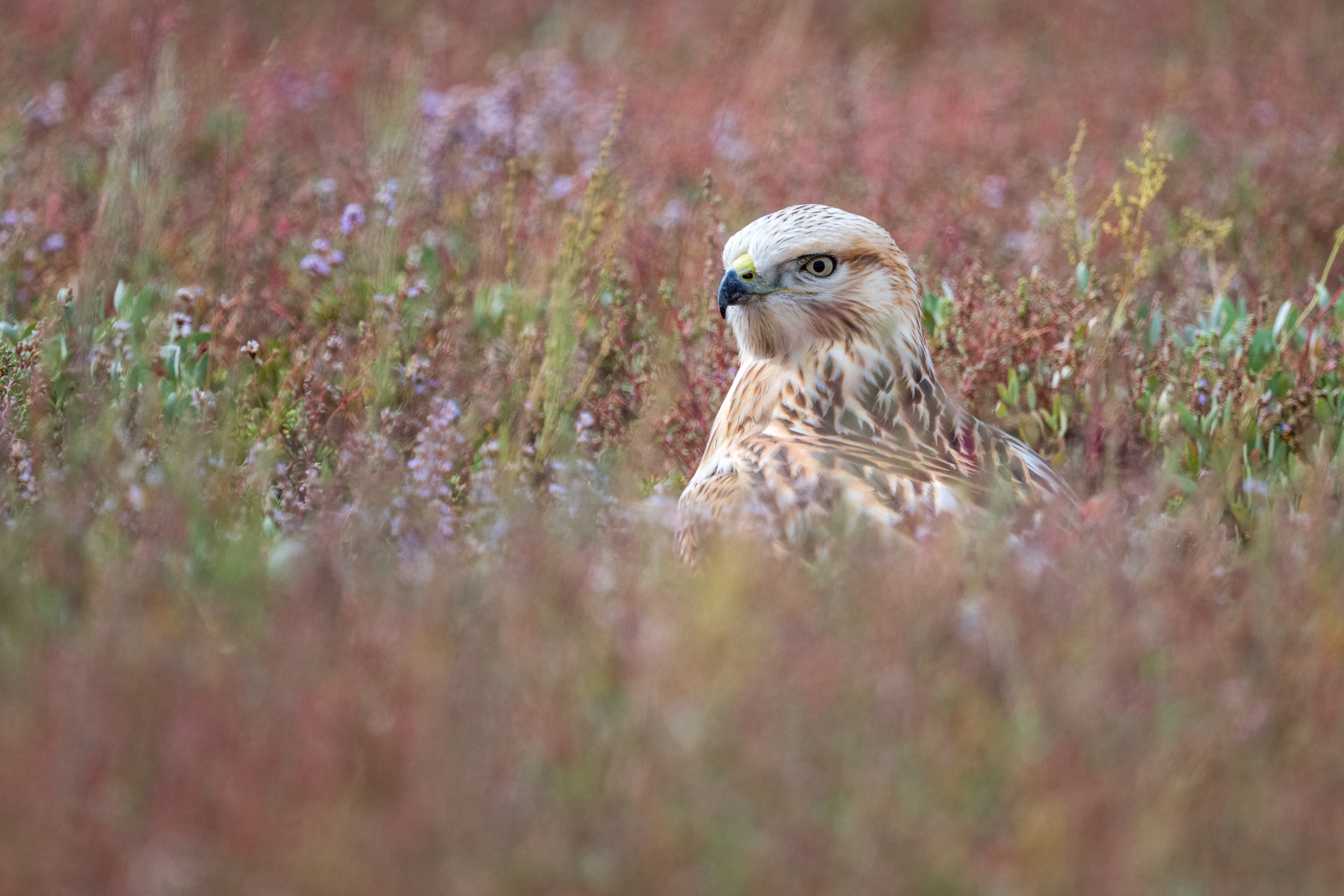 Long-legged Buzzard sitting low among flowering vegetation in Kazakhstan