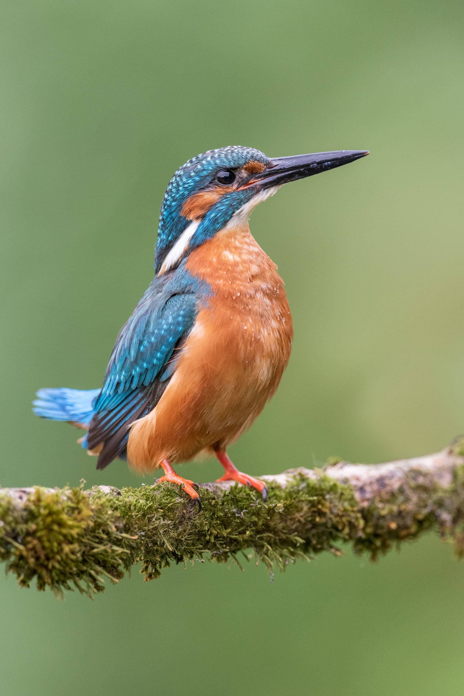 Common Kingfisher perched on a mossy branch in the United Kingdom