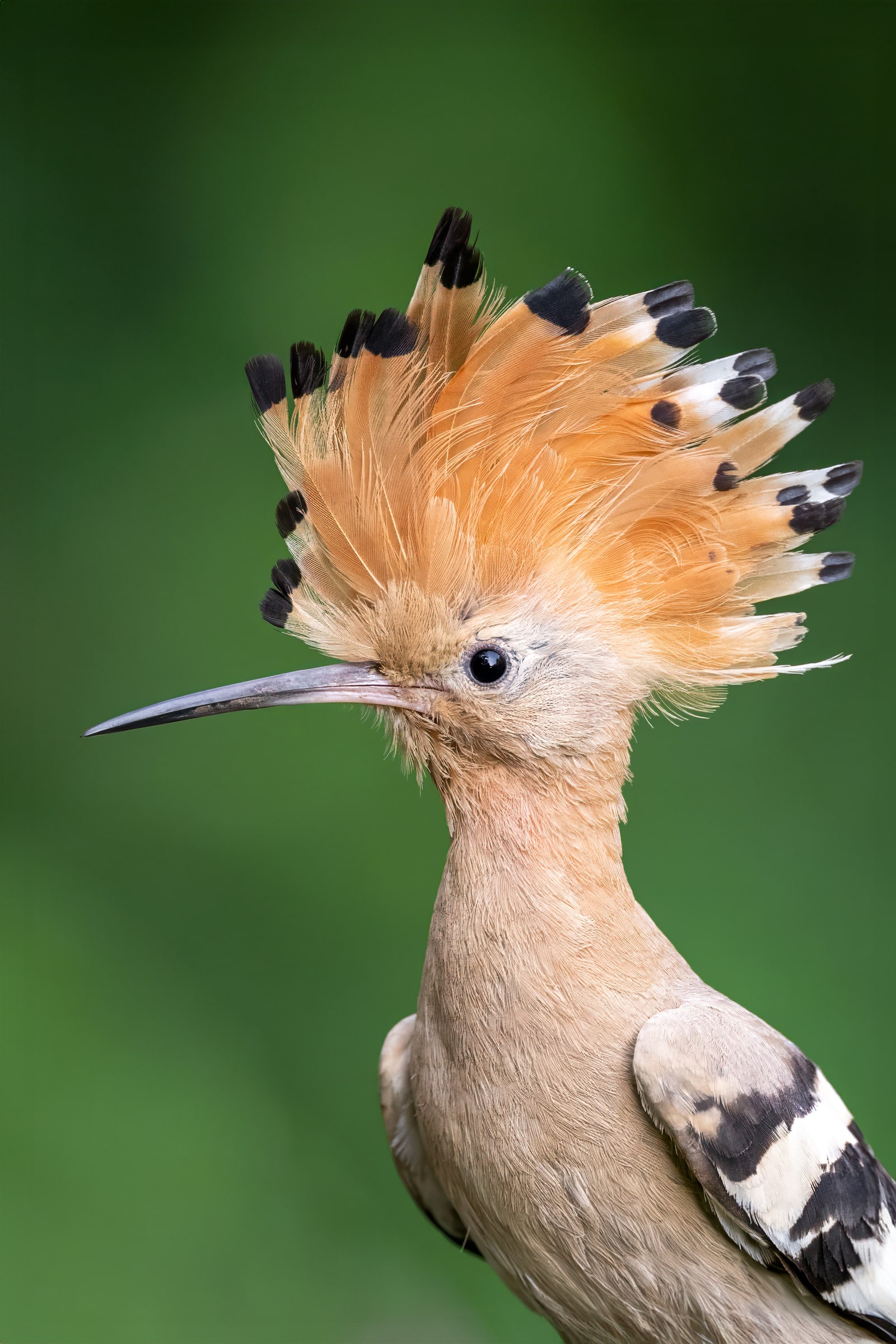 Eurasian Hoopoe with raised crest in Hungary