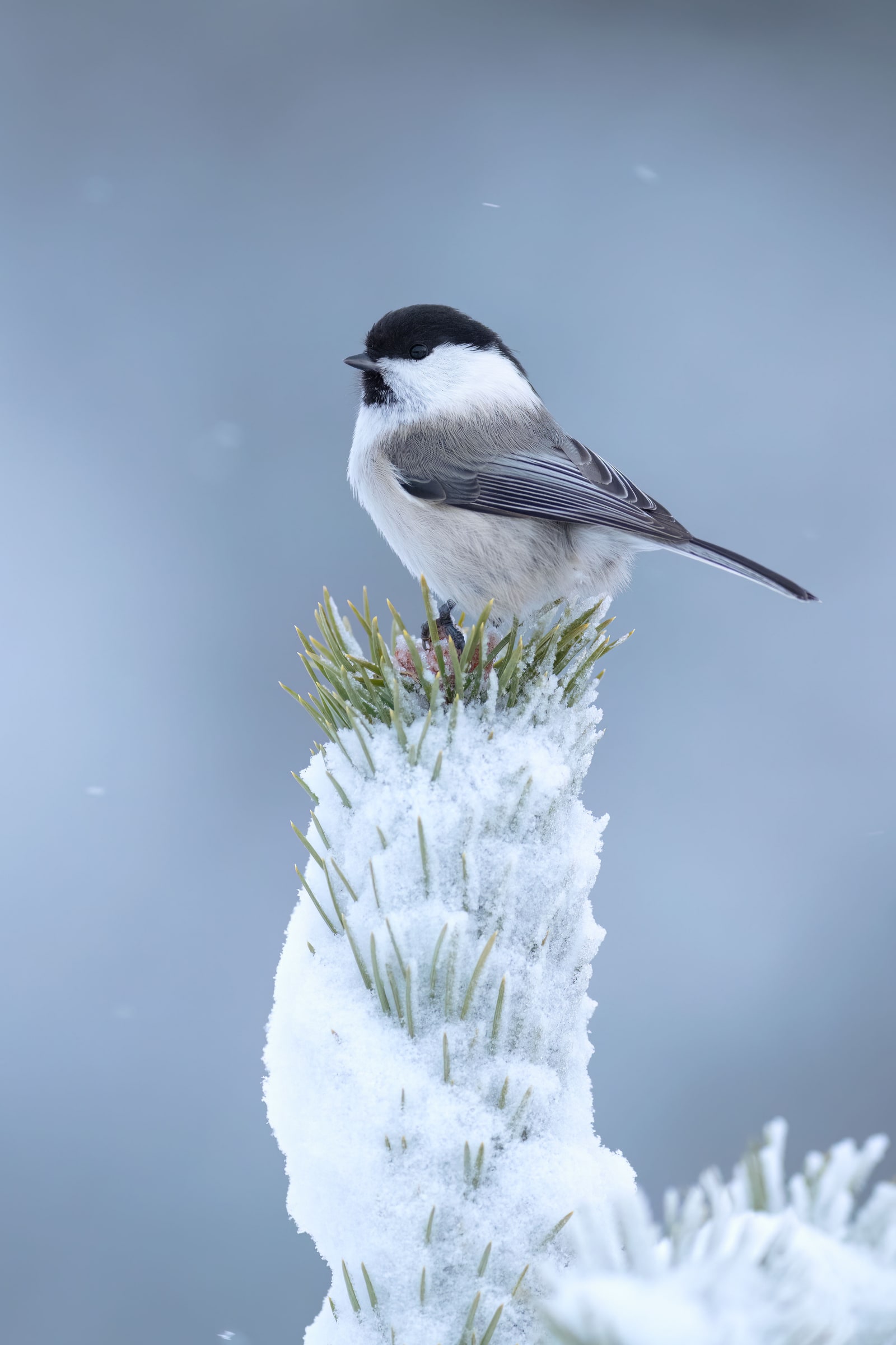 Willow Tit perched on a snow-covered conifer in Sweden