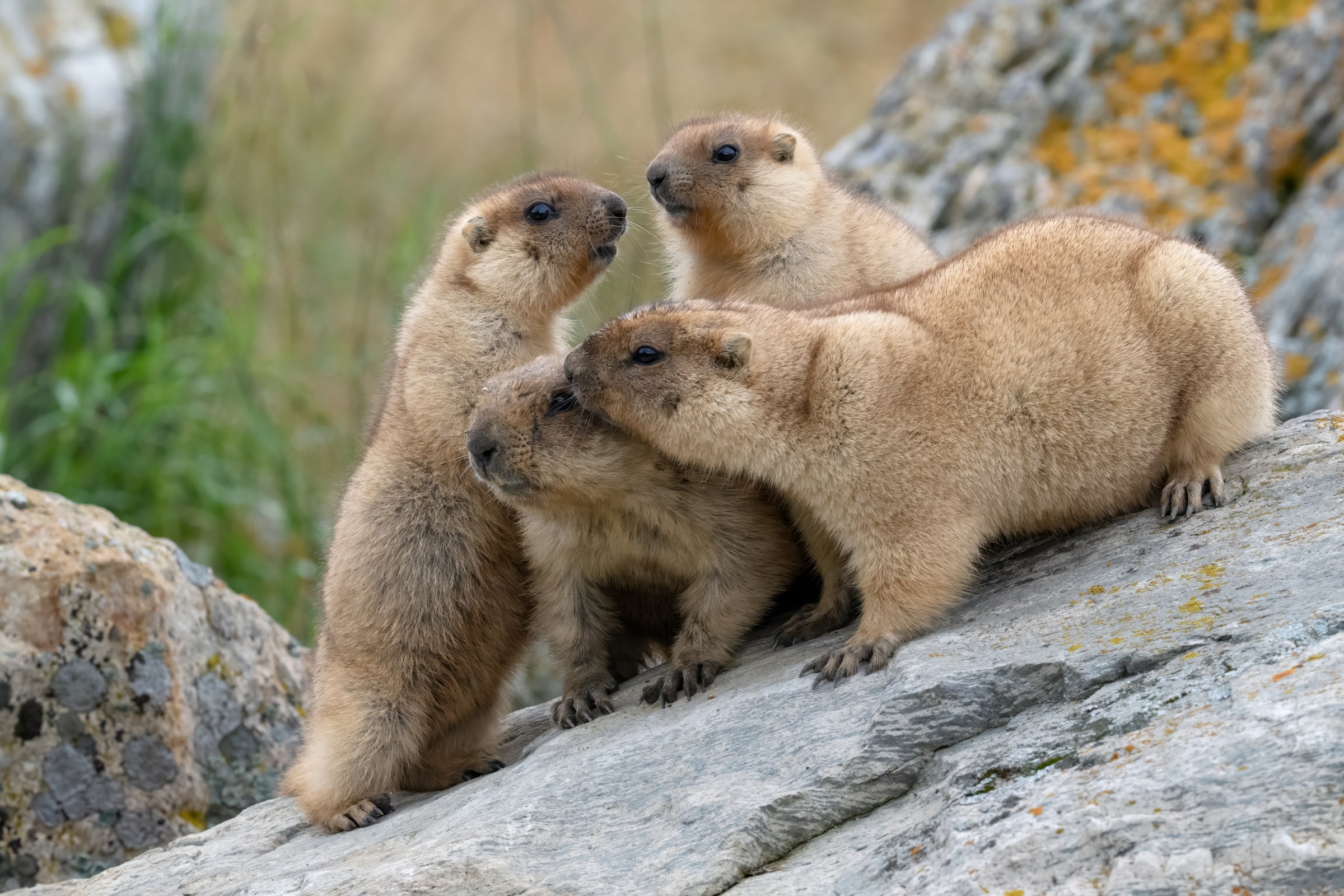 Bobak Marmots gathered on rocks in Kazakhstan