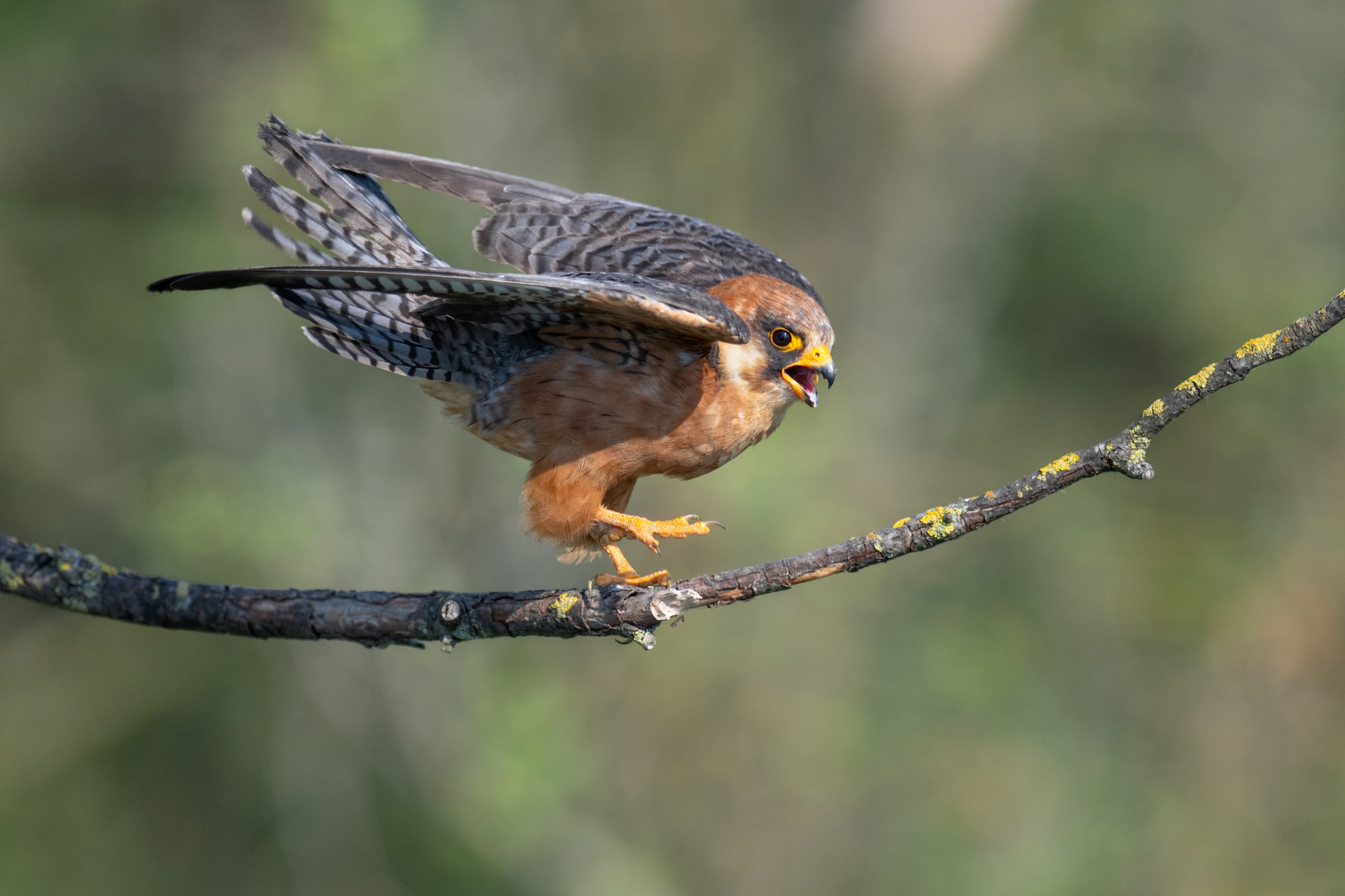 Red-footed Falcon holding an insect on a branch in Hungary