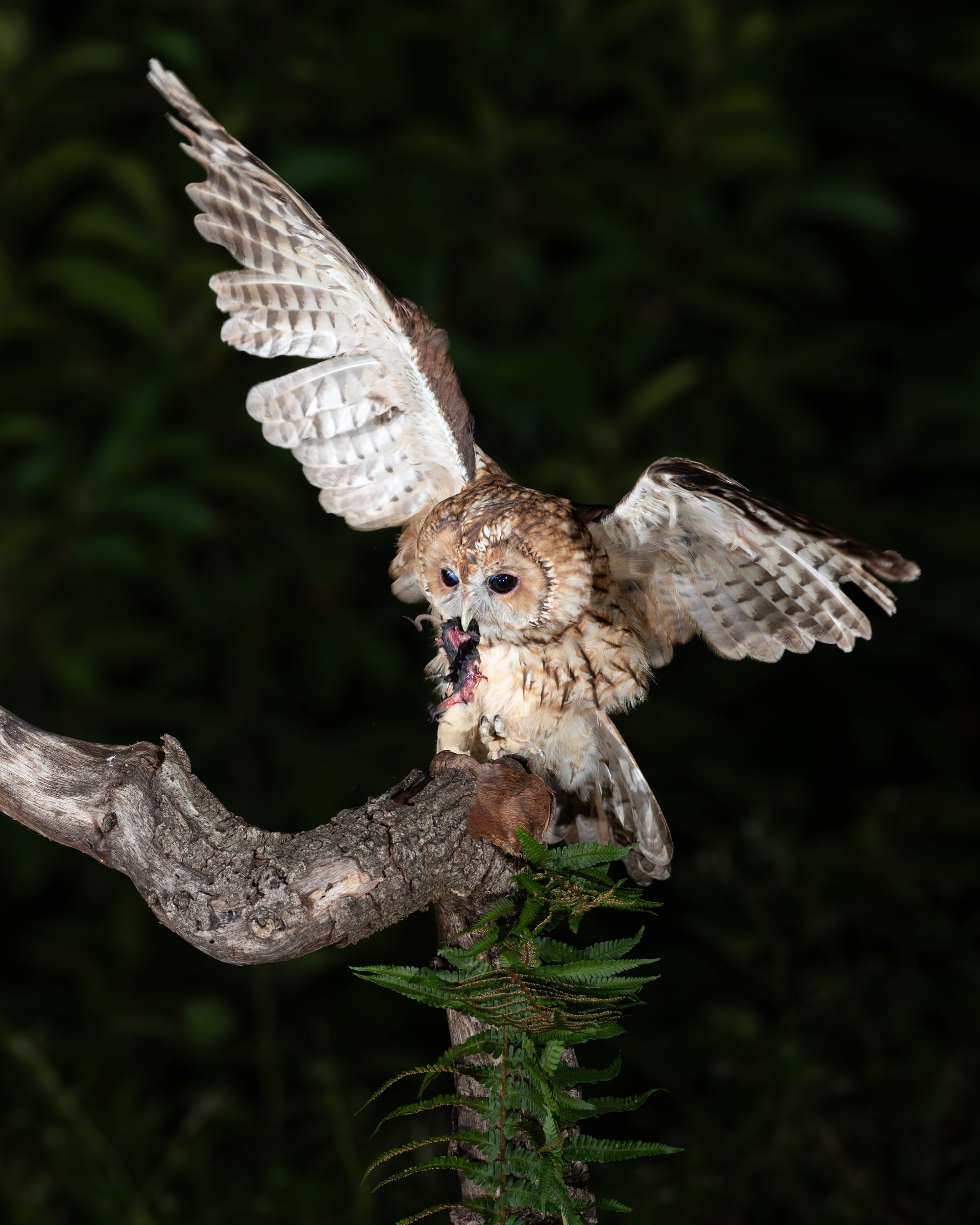 Tawny Owl landing on a branch in the United Kingdom