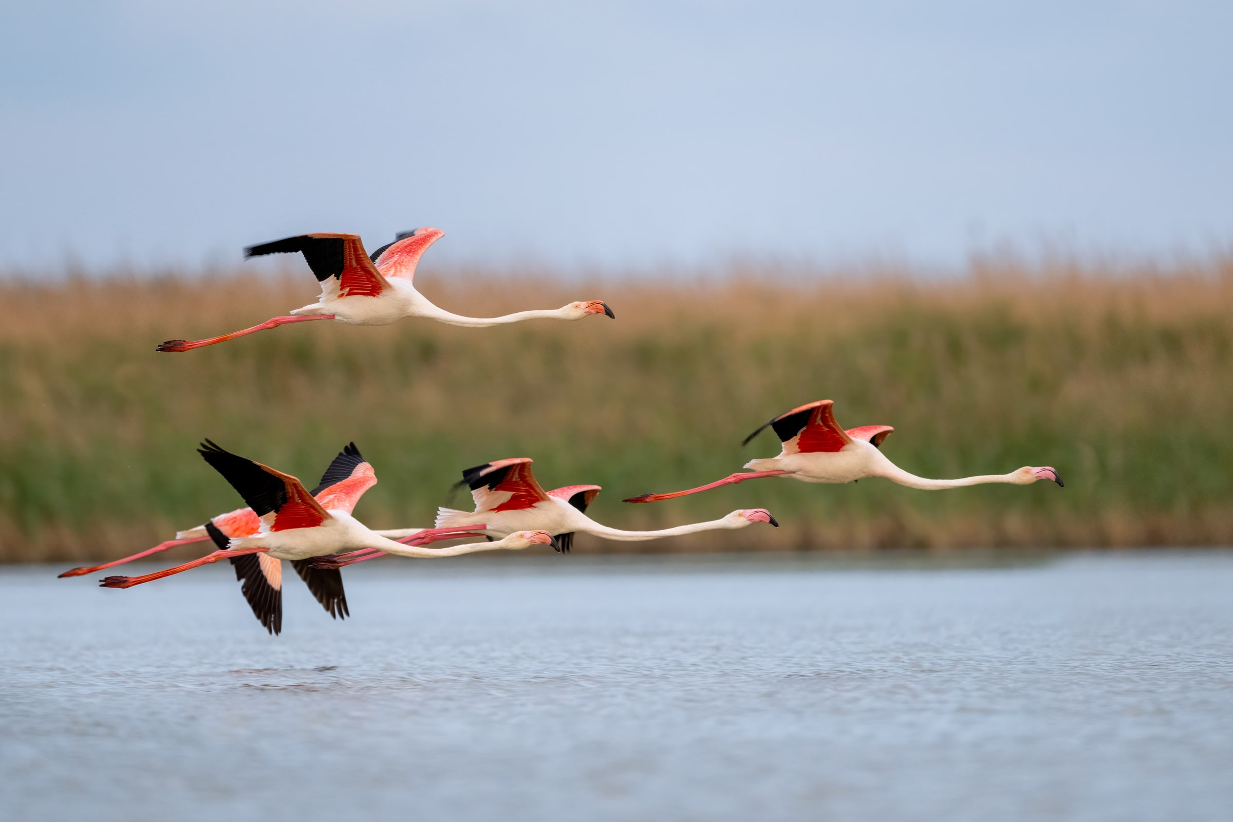 Greater Flamingos flying over water in Kazakhstan