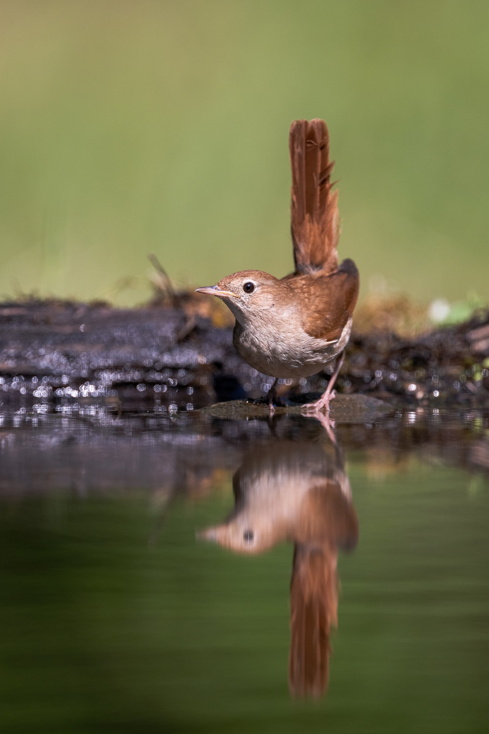 Common Nightingale calling beside water in Hungary