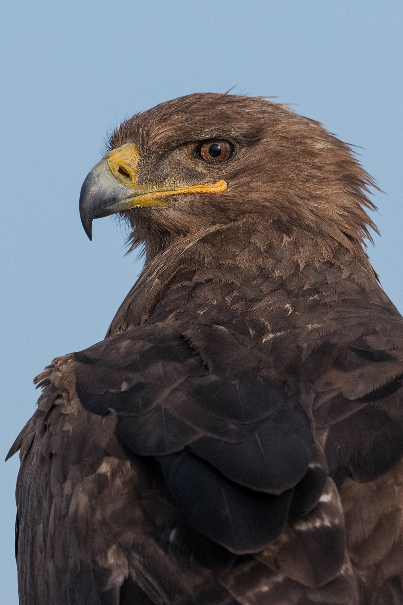 Steppe Eagle portrait in Kazakhstan