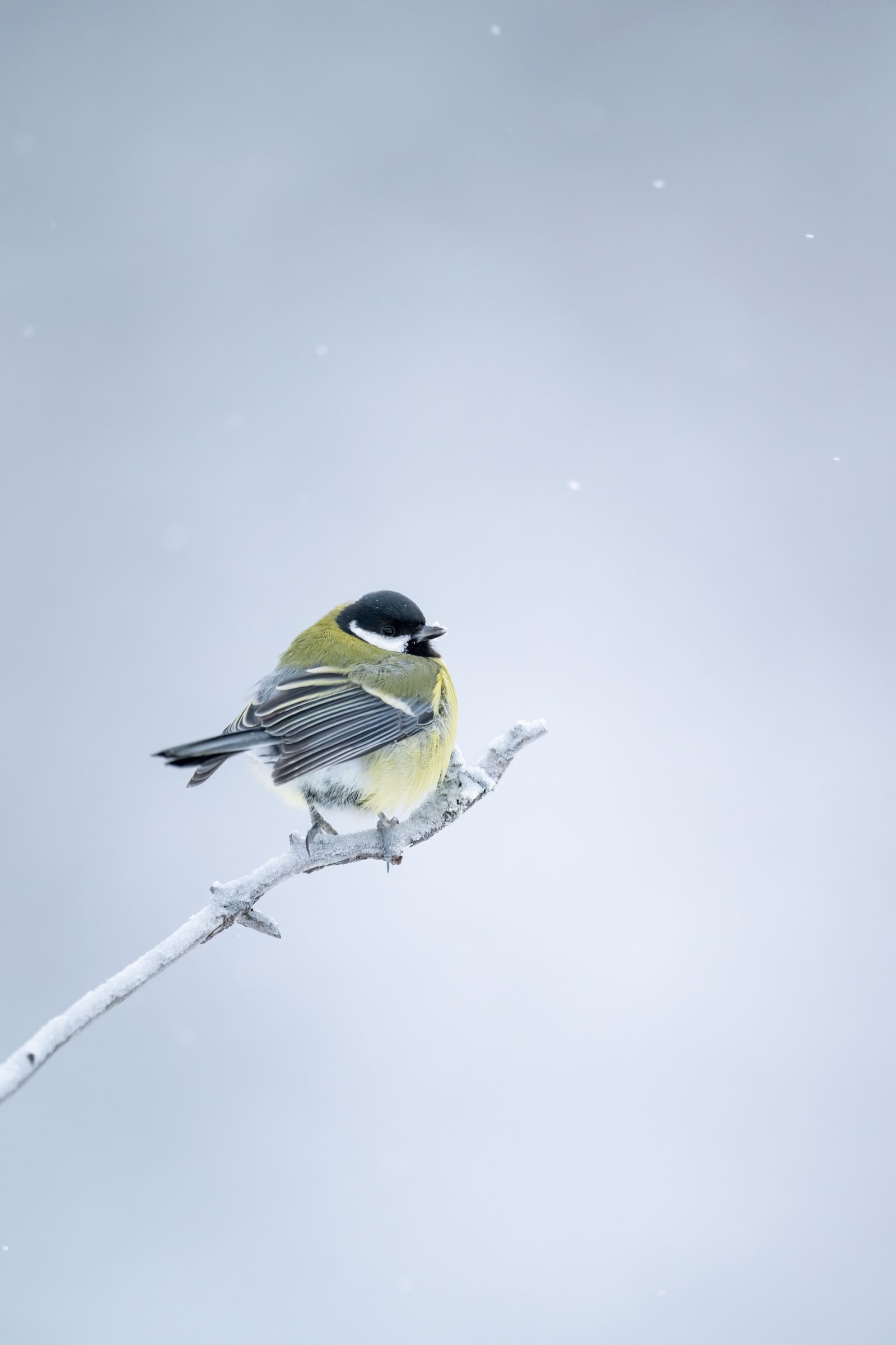 Great Tit perched on a snow-covered branch in Sweden