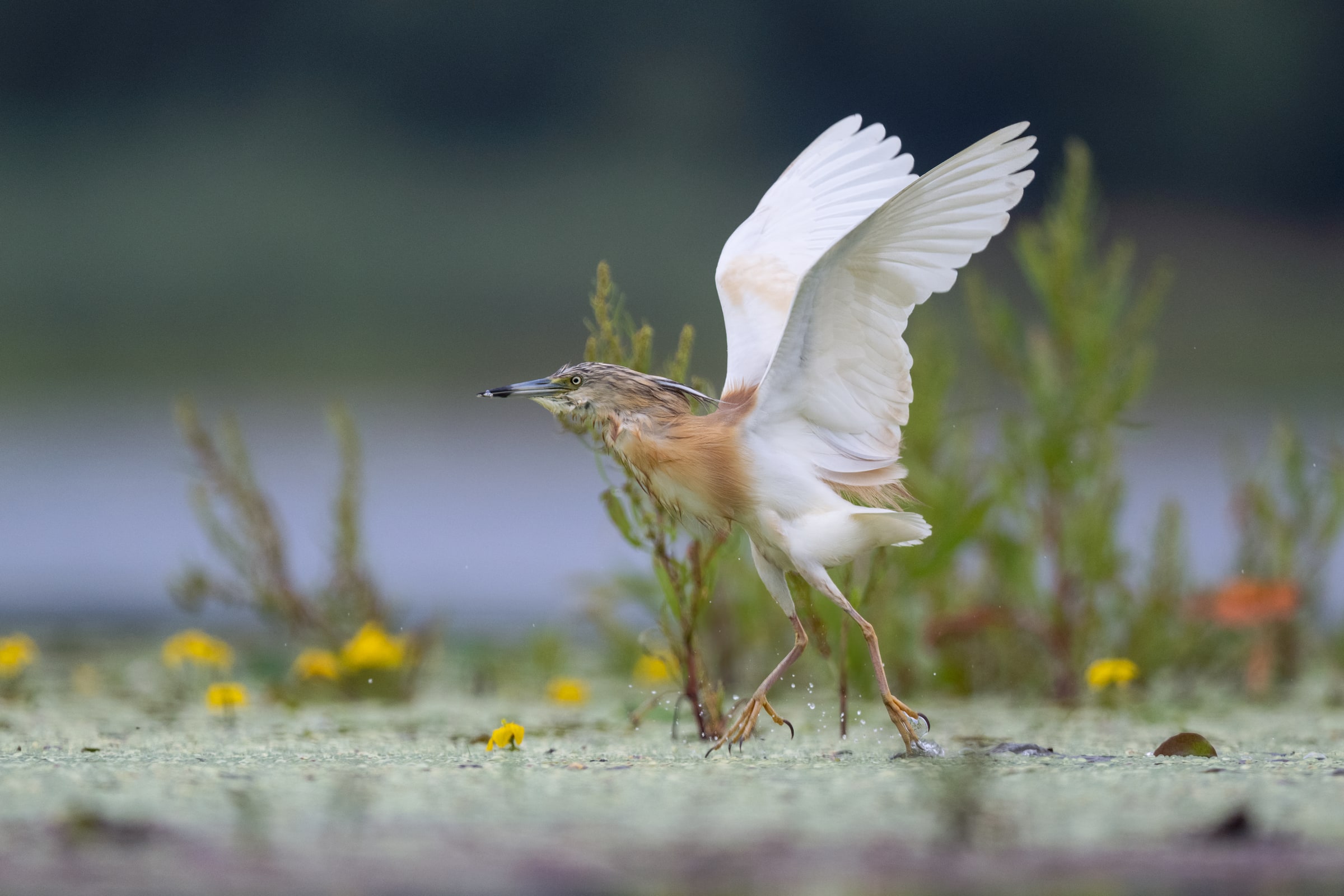 Squacco Heron running through shallow water with raised wings in Hungary