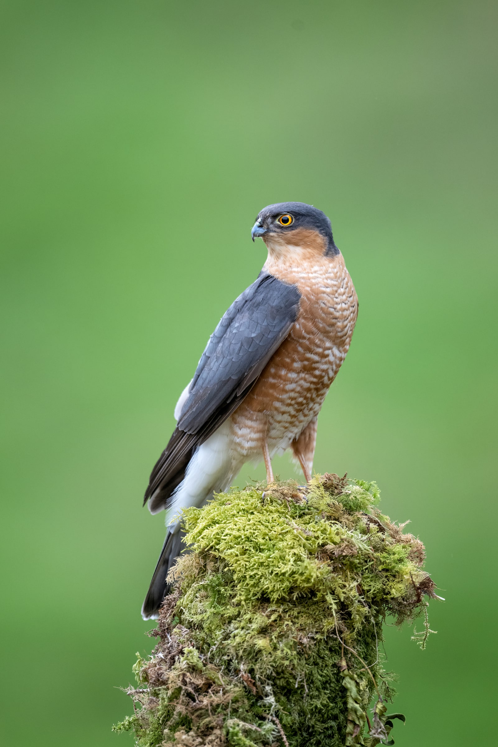 Eurasian Sparrowhawk perched on a mossy post in the United Kingdom