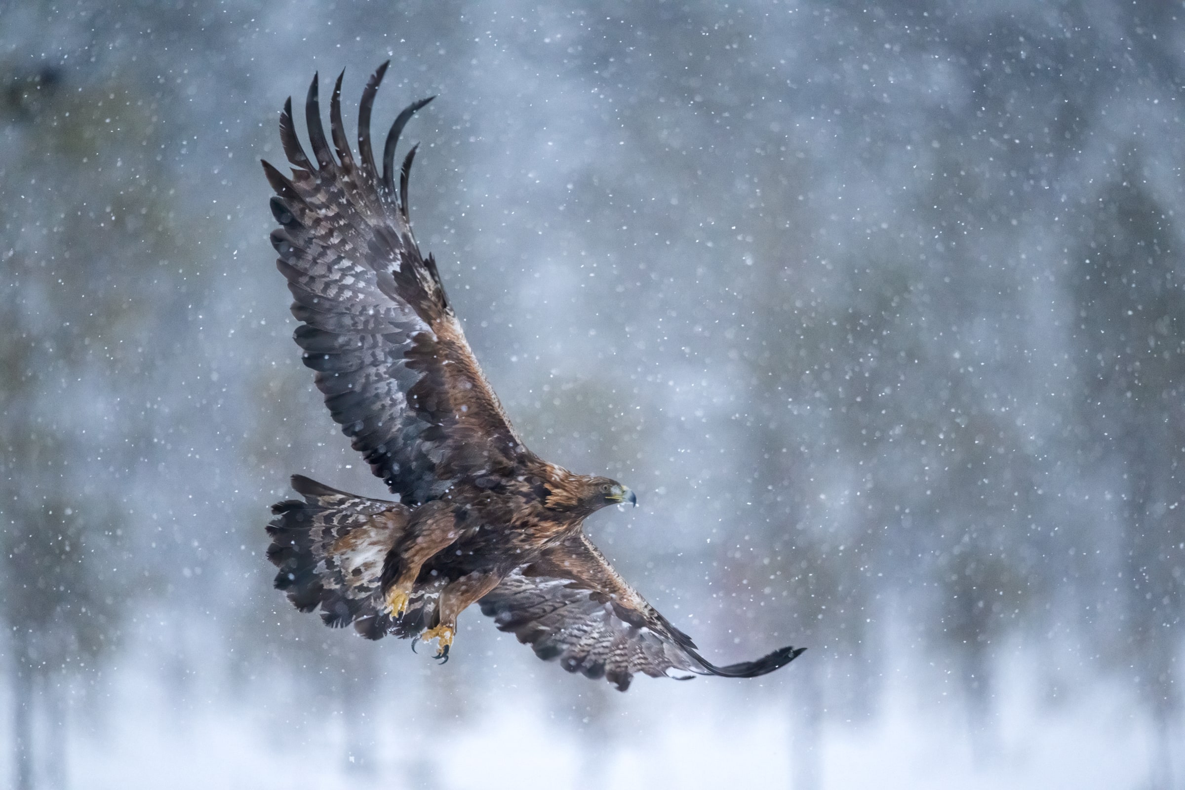 Golden Eagle flying through falling snow in Sweden
