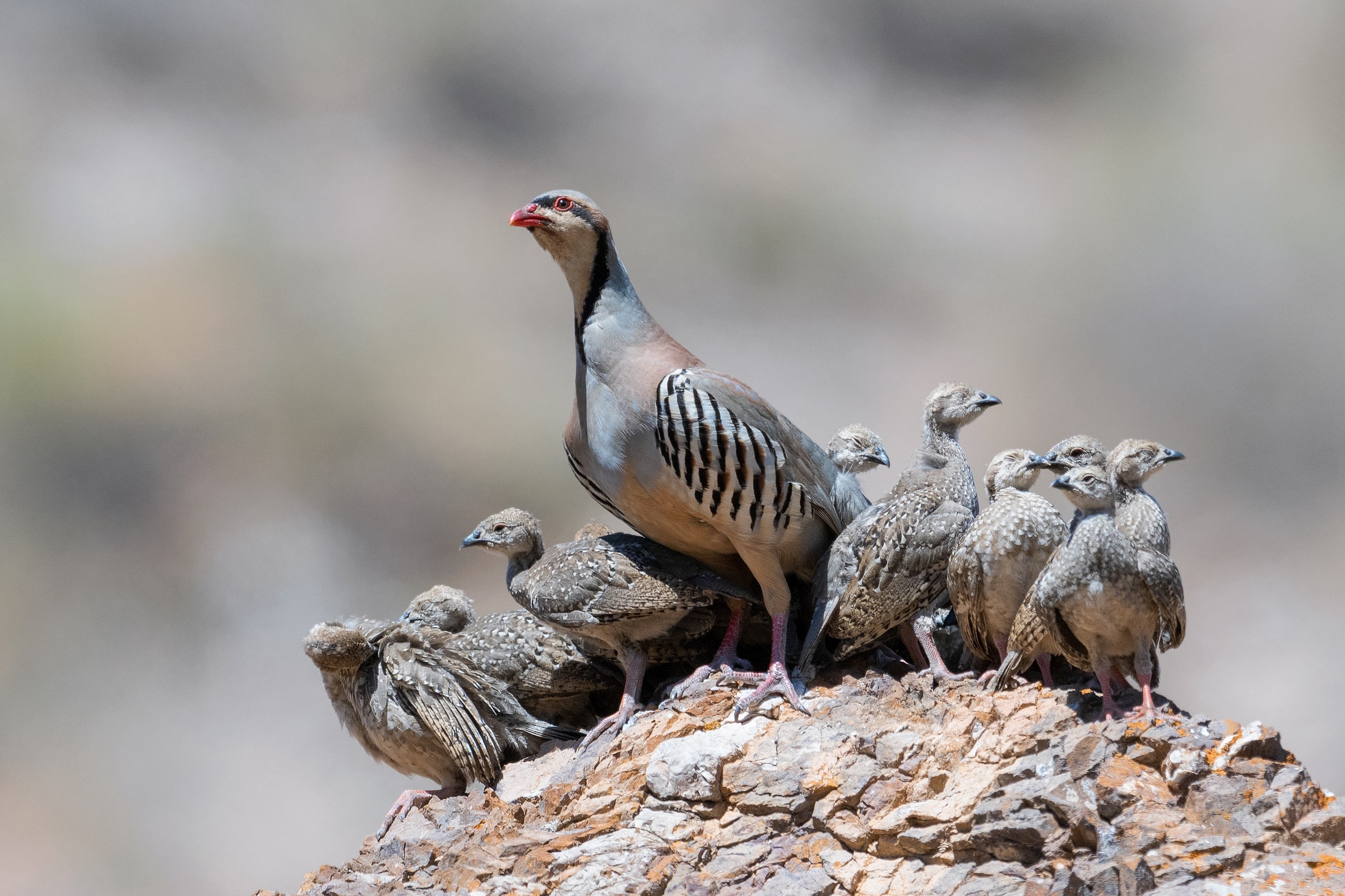 Chukar standing with chicks on rocky ground in Kazakhstan