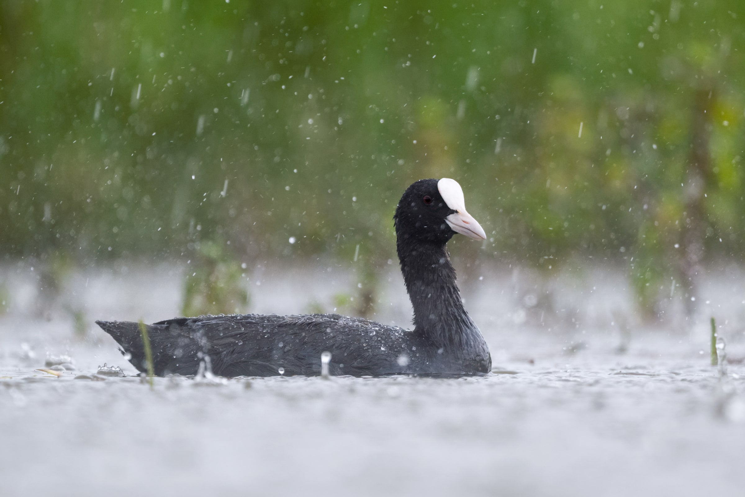 Eurasian Coot on water in heavy rain in Hungary