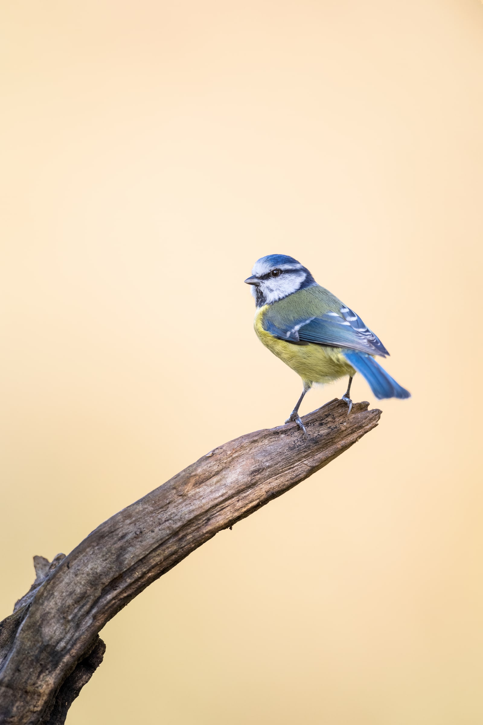 Eurasian Blue Tit flying against a dark background in the United Kingdom
