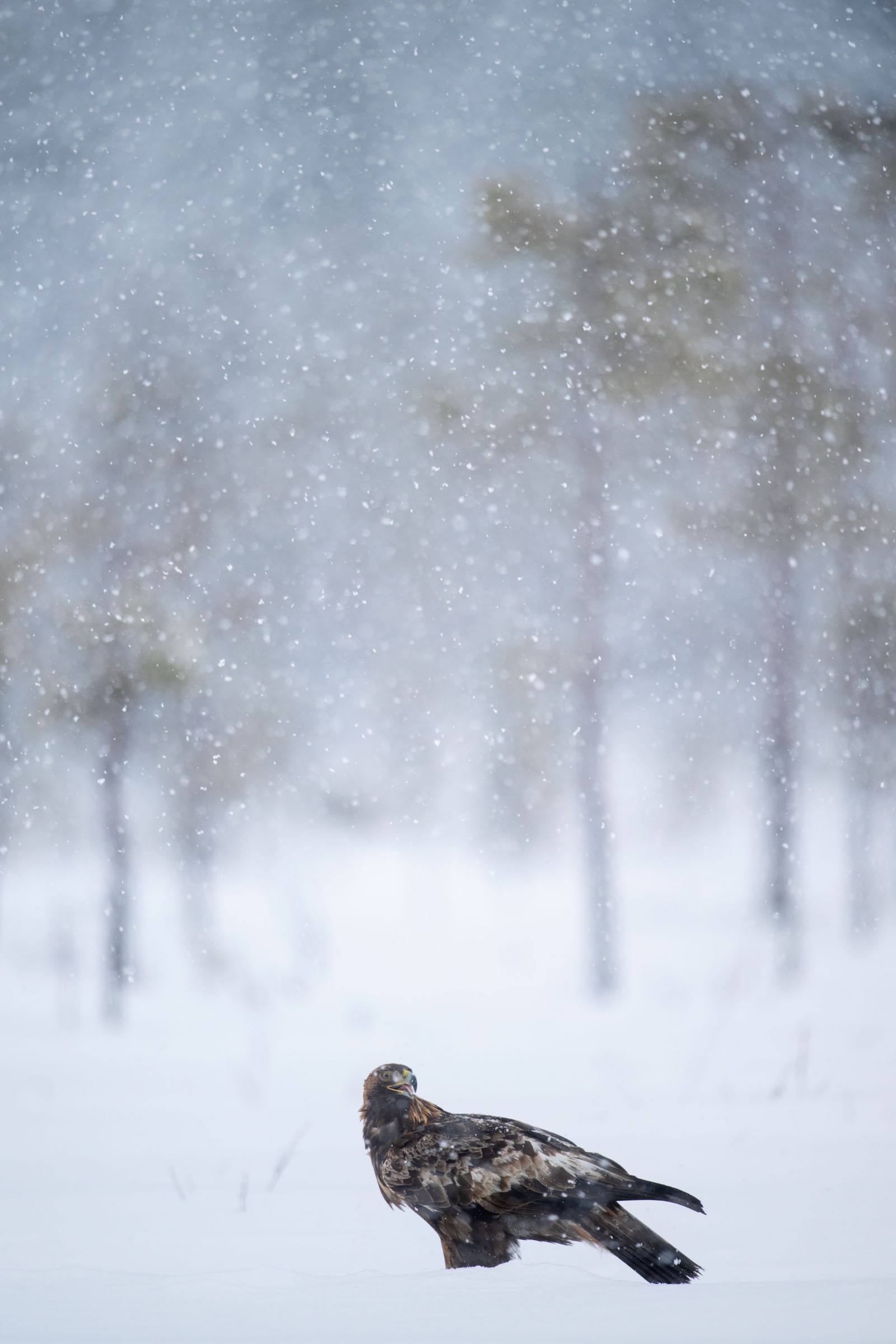 Golden Eagle standing in falling snow in Sweden