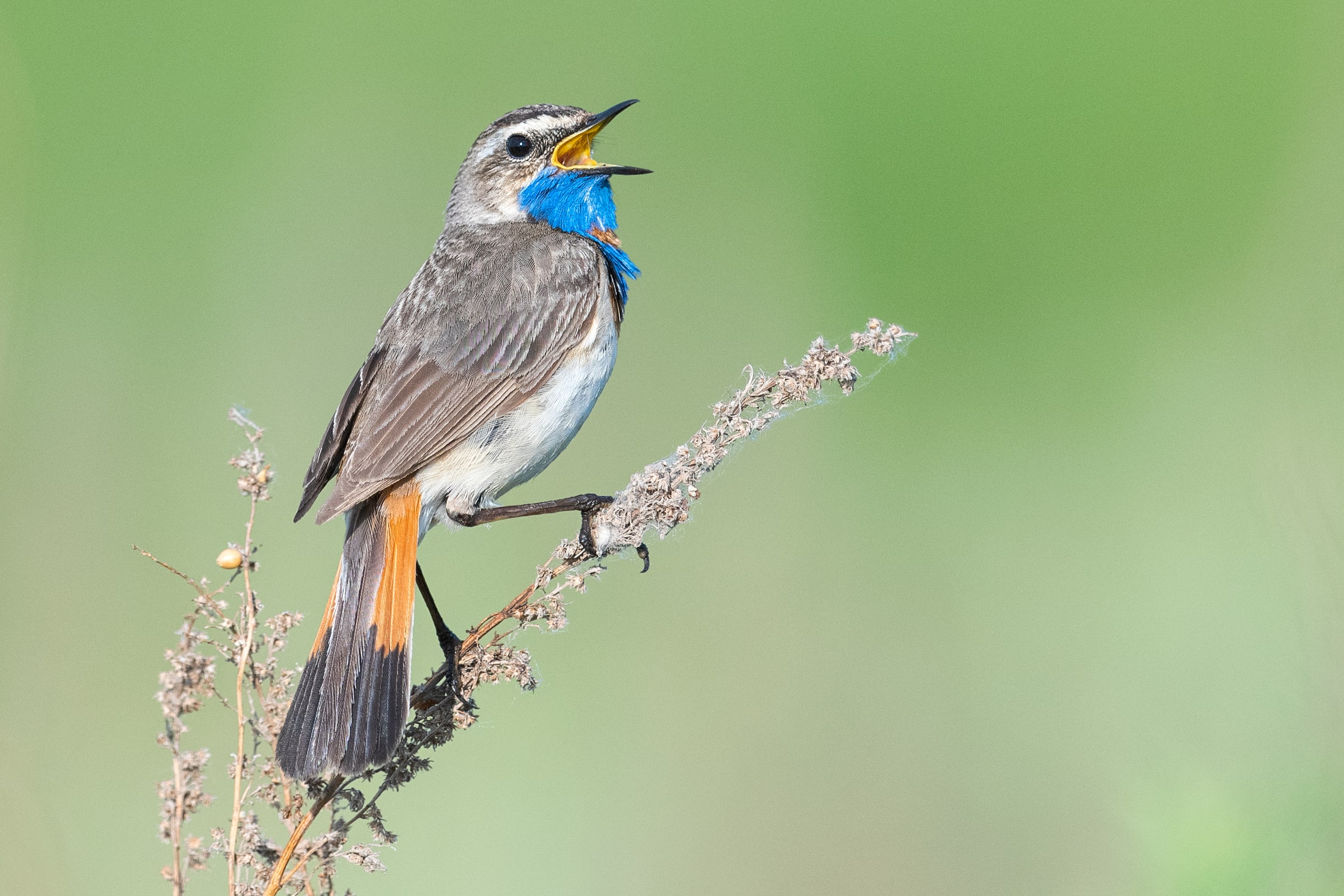 Bluethroat singing from vegetation in Kazakhstan