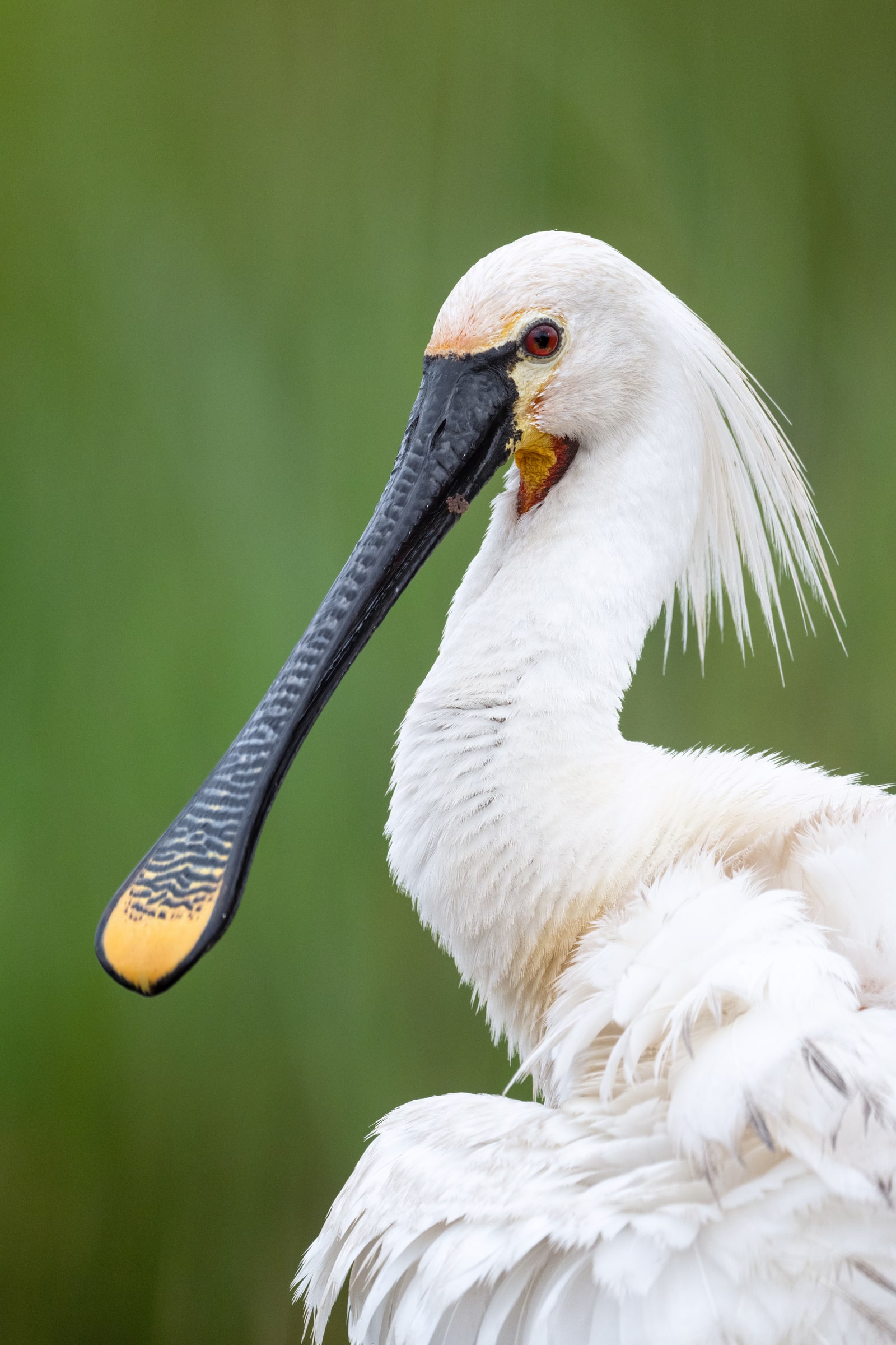 Eurasian Spoonbill standing in shallow water in Hungary