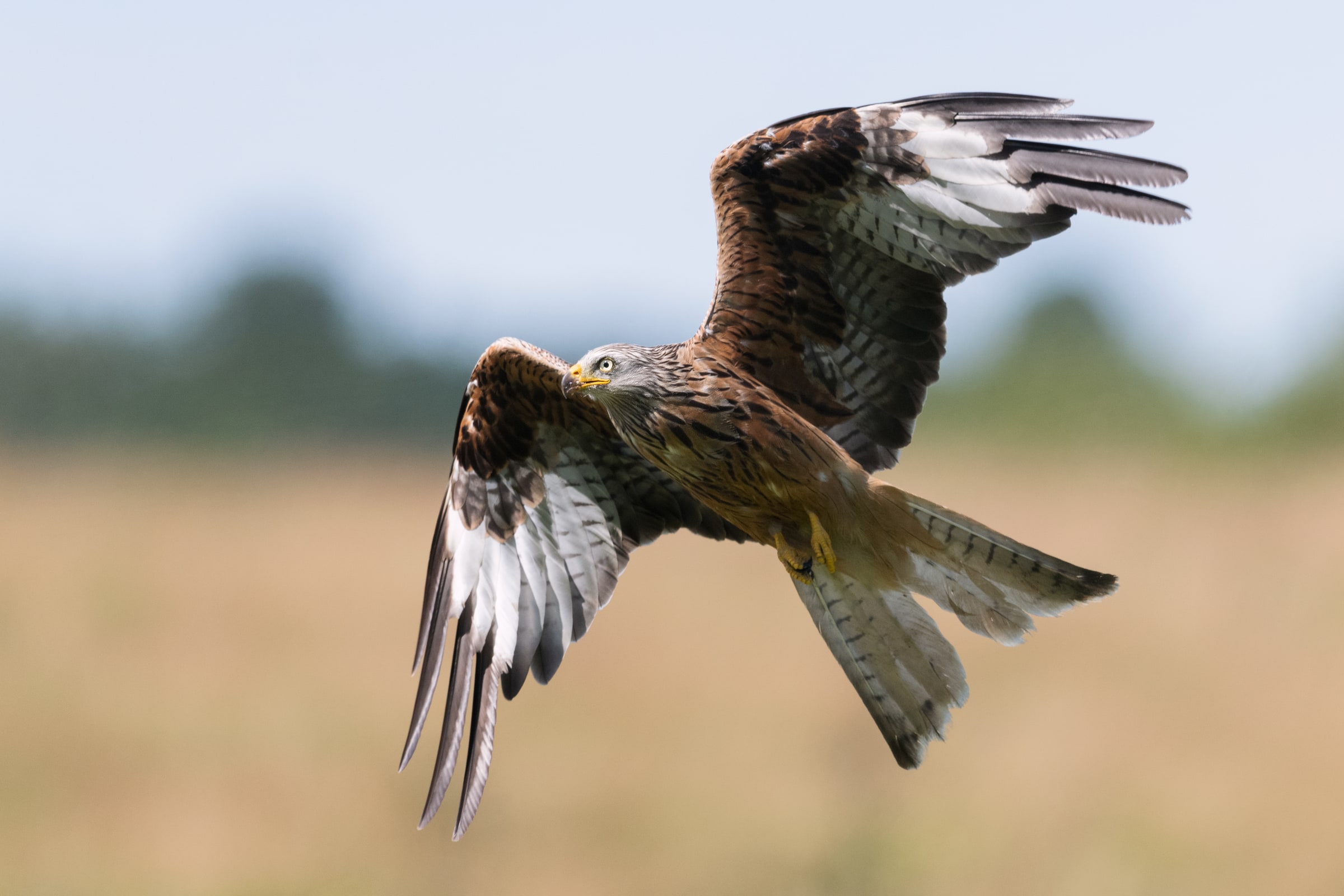 Red Kite flying low over grass in the United Kingdom
