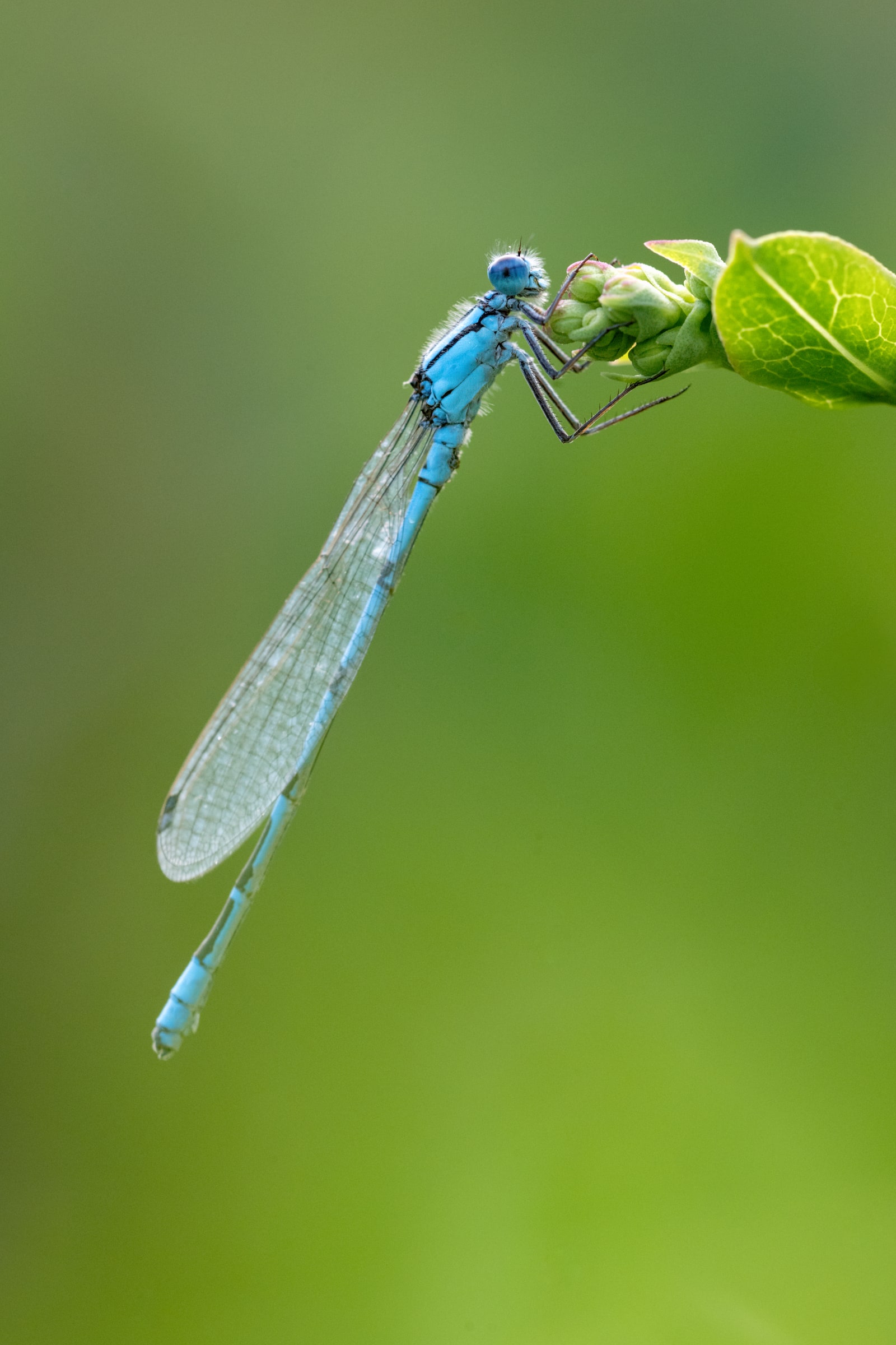 Common Blue Damselfly perched on a leaf in Kazakhstan
