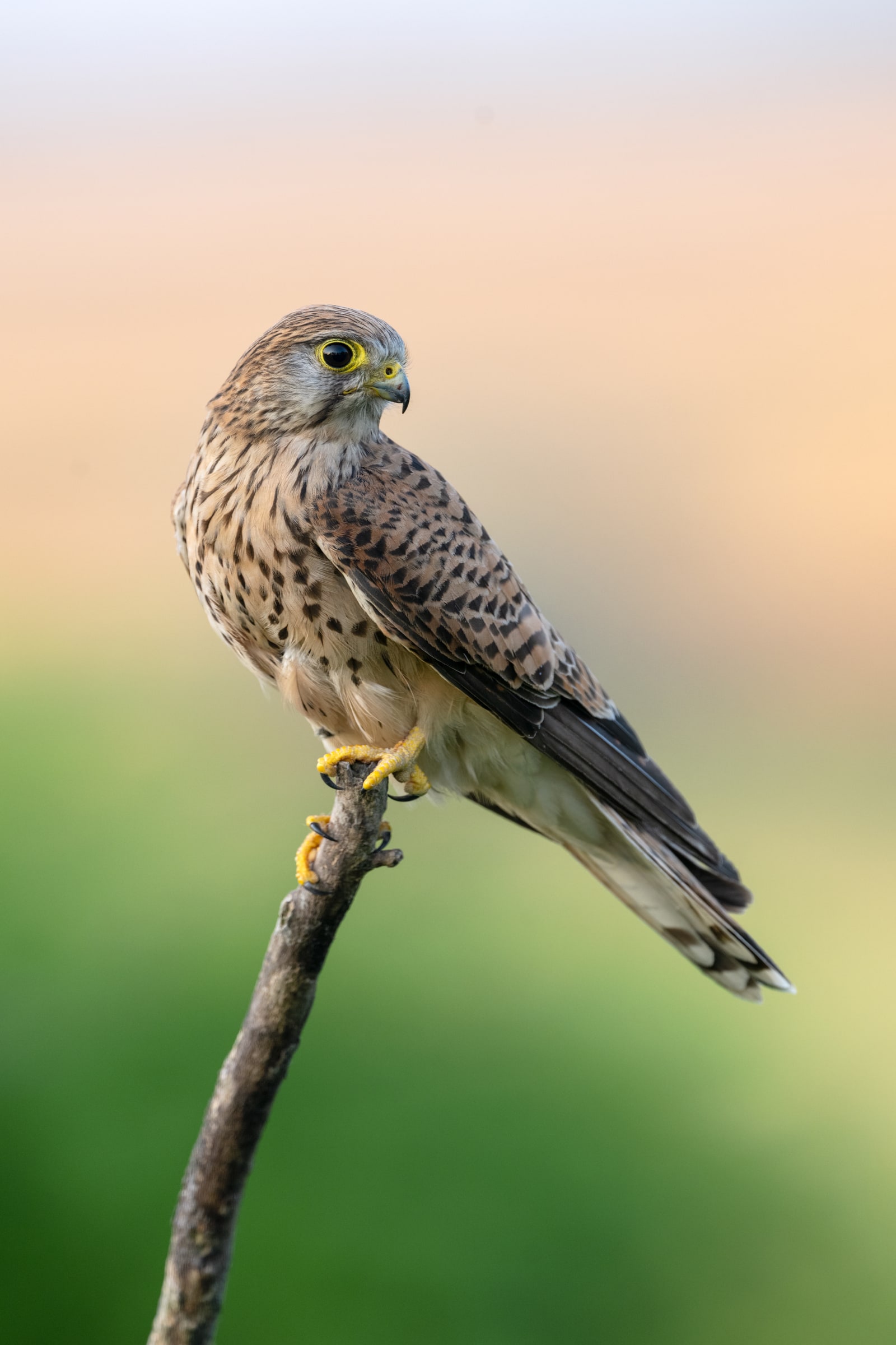 Common Kestrel perched in Hungary