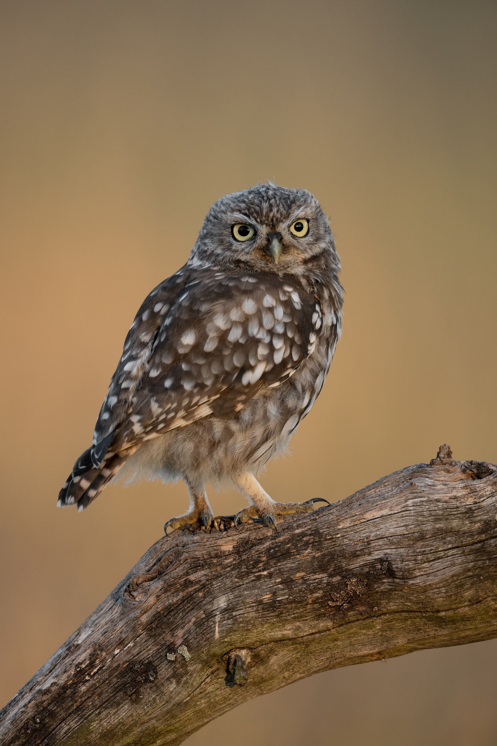 Little Owl perched on a fallen branch in the United Kingdom