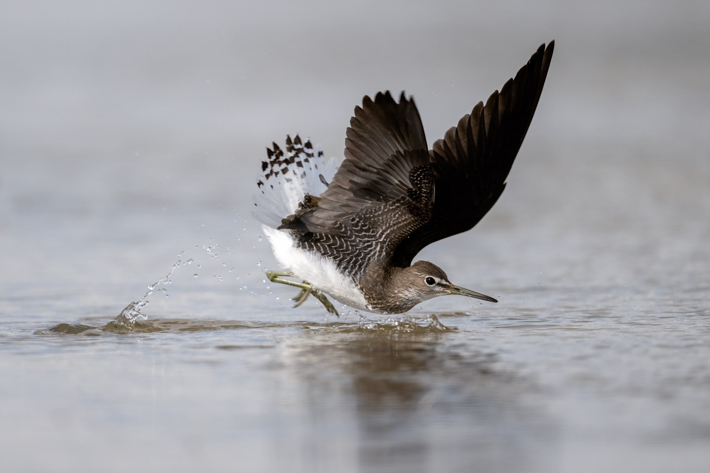 Green Sandpiper taking off from water in Kazakhstan