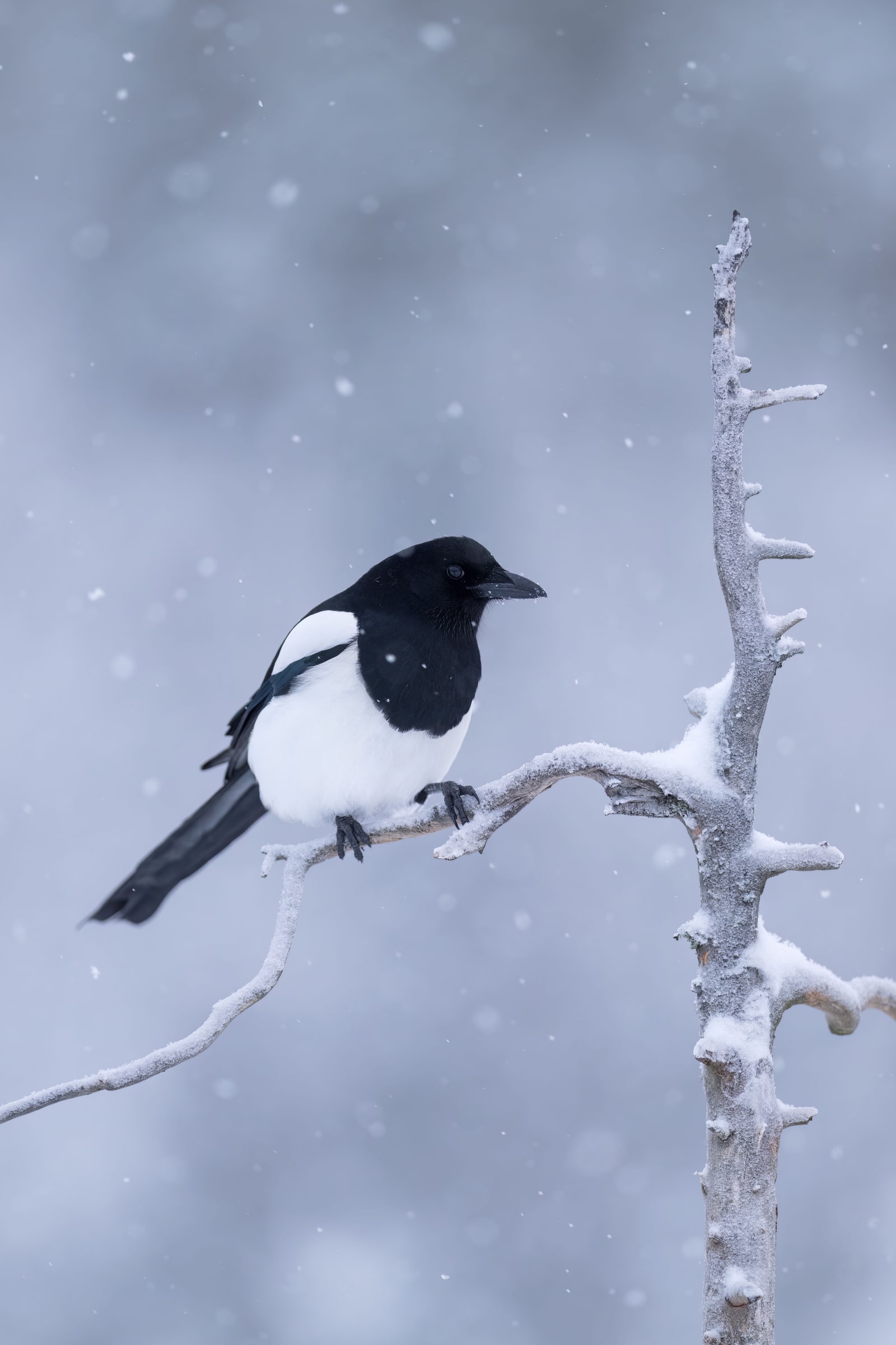 Common Magpie perched on a snow-covered branch in Sweden