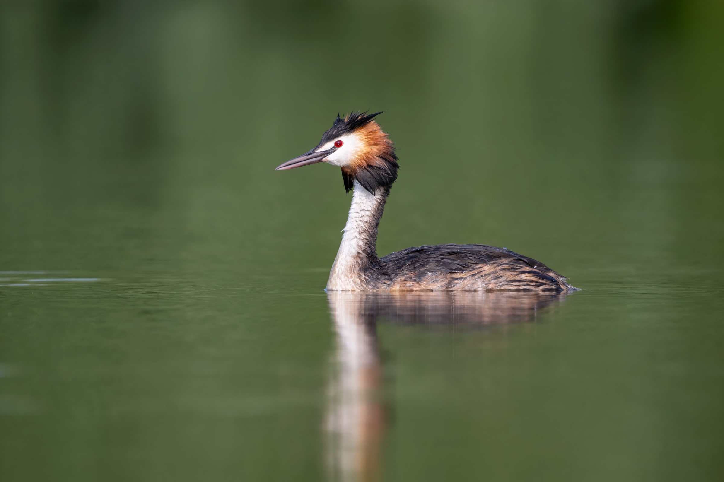 Great Crested Grebe on calm green water in Hungary