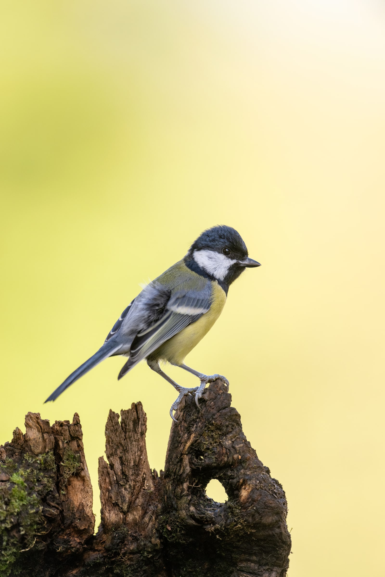 Great Tit perched in the United Kingdom