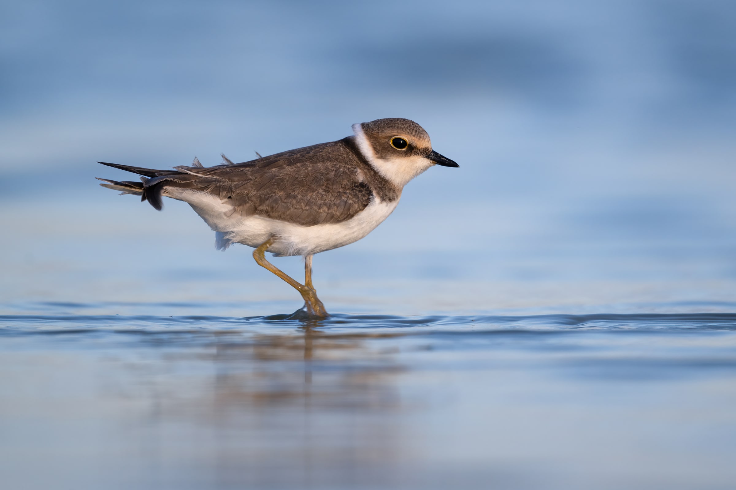 Little Ringed Plover walking through shallow water in Kazakhstan