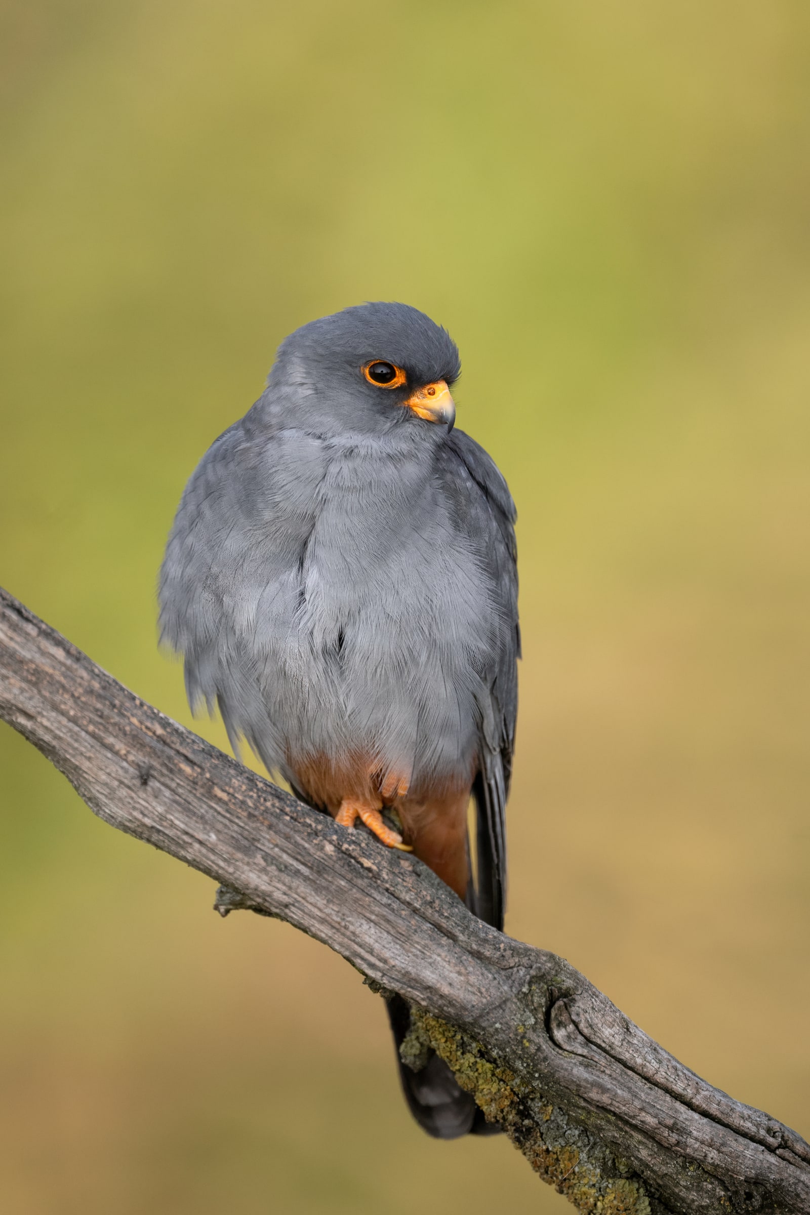 Red-footed Falcon perched in Hungary