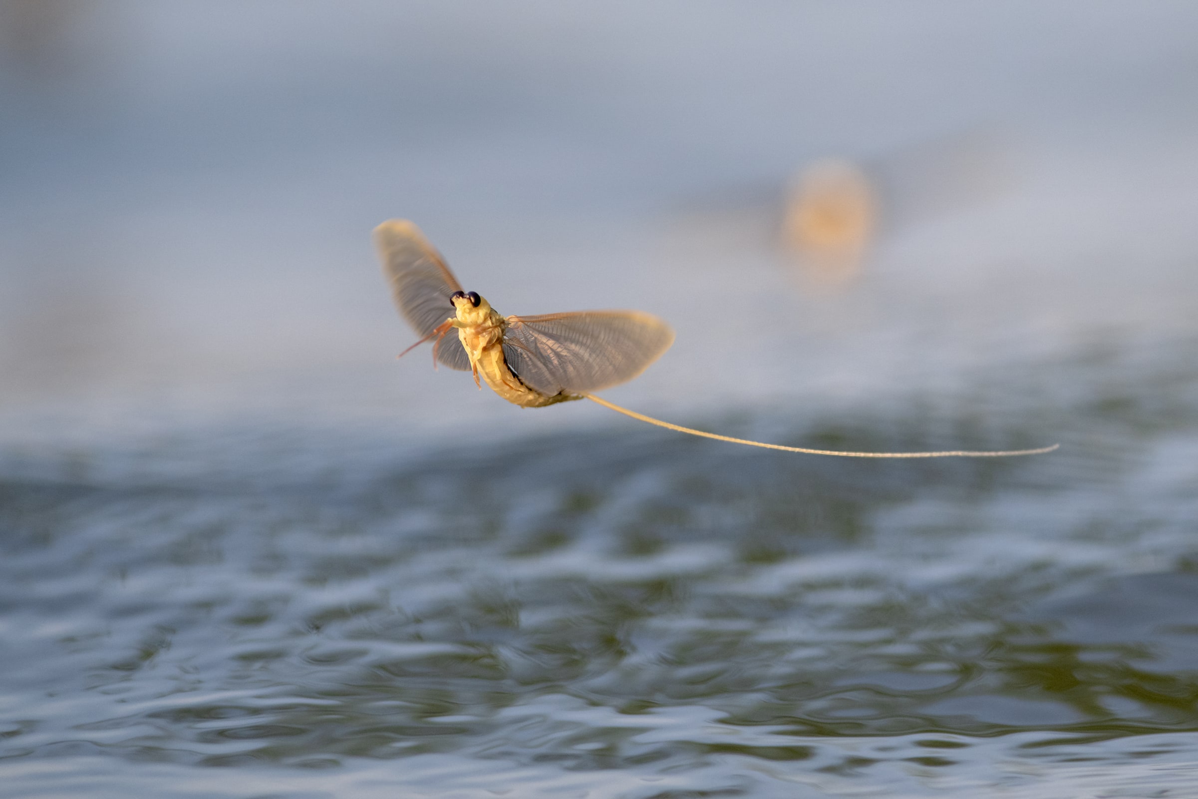 Mayfly flying above water in Hungary