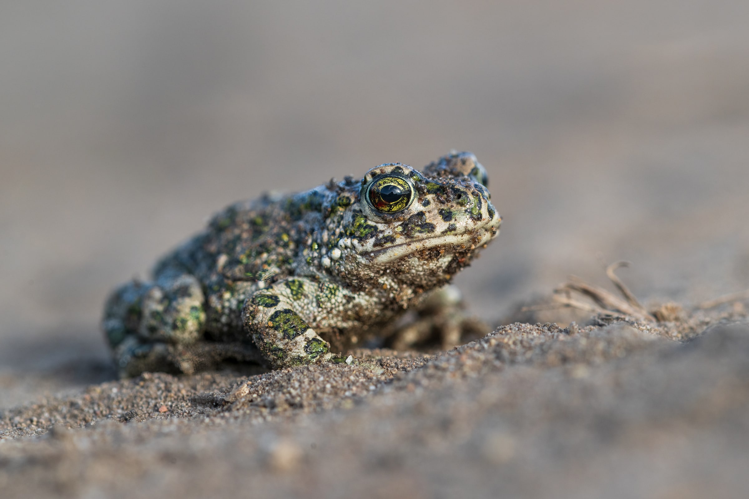 Green Toad resting on sandy ground in Kazakhstan