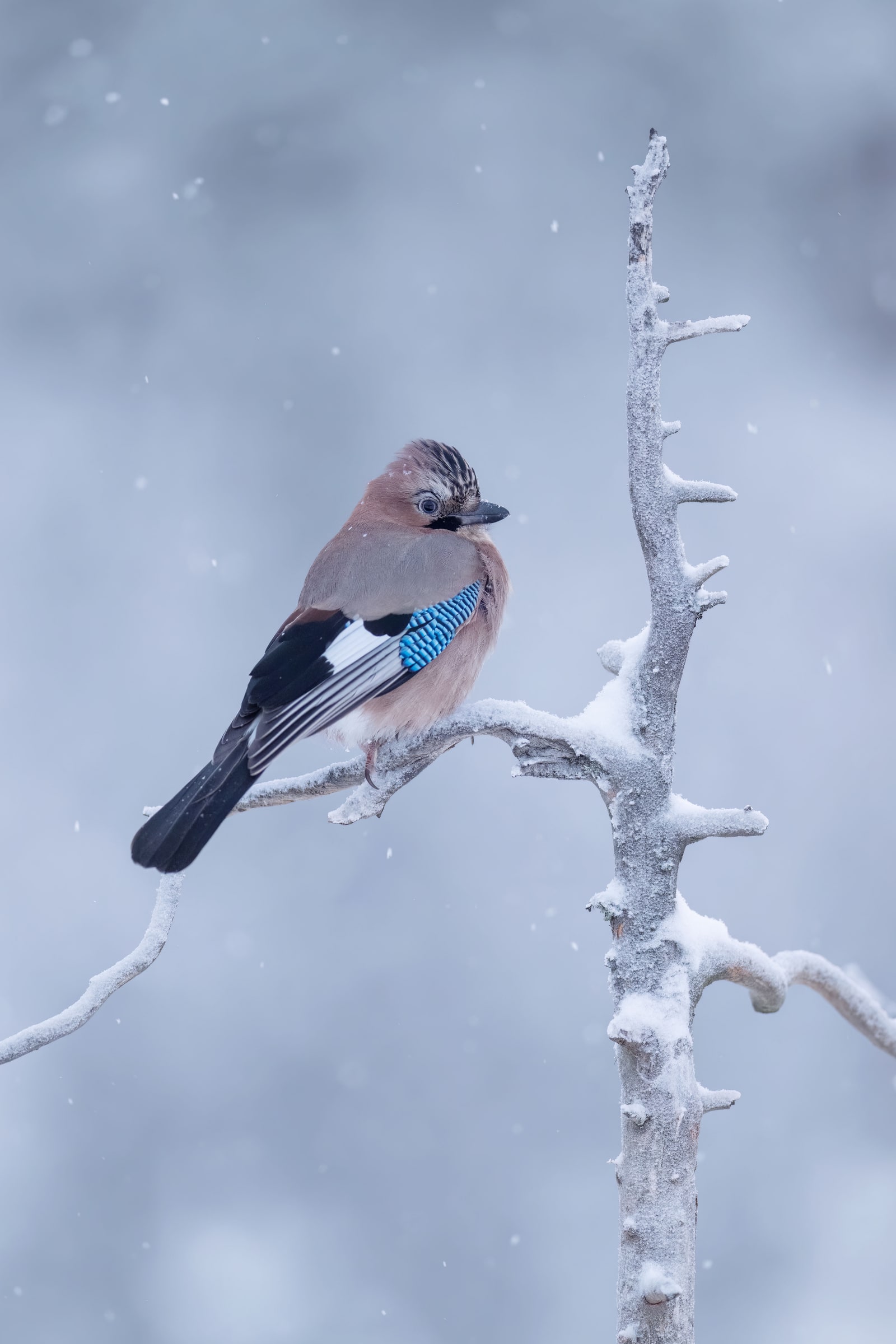 Eurasian Jay perched on a snow-covered branch in Sweden