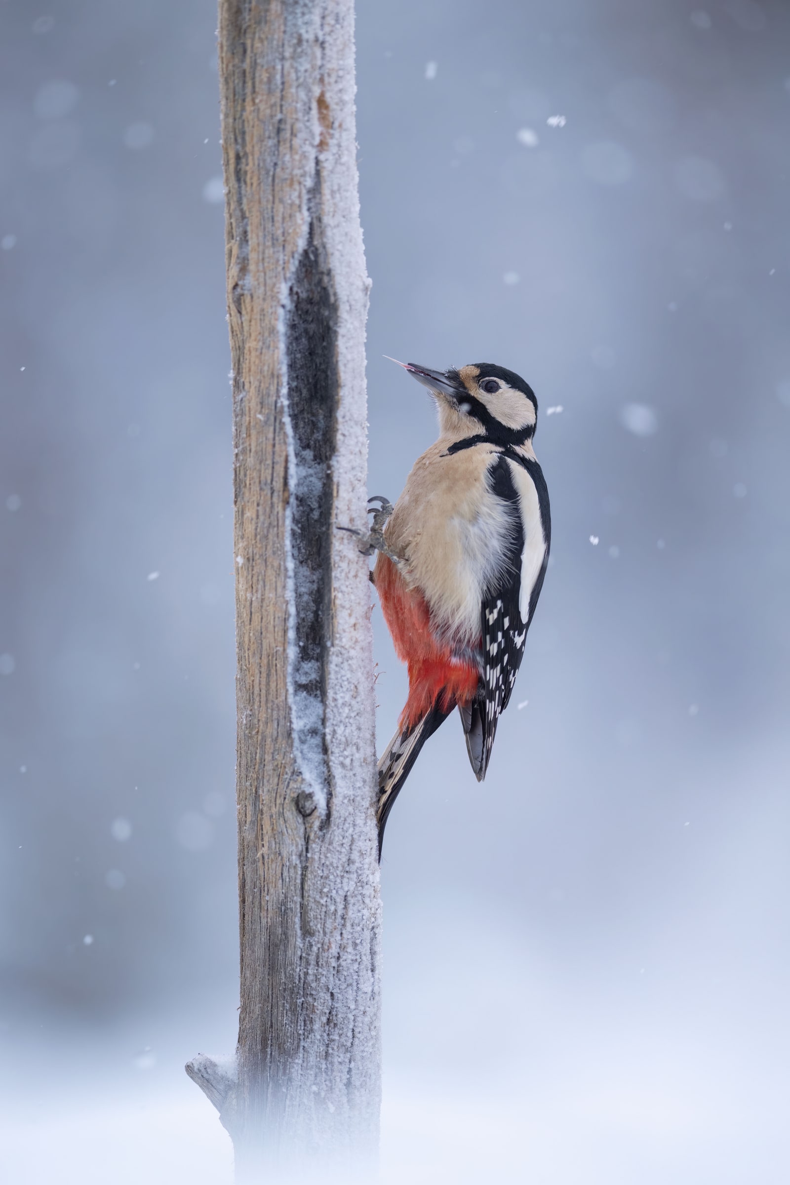 Great Spotted Woodpecker clinging to a tree trunk in falling snow in Sweden