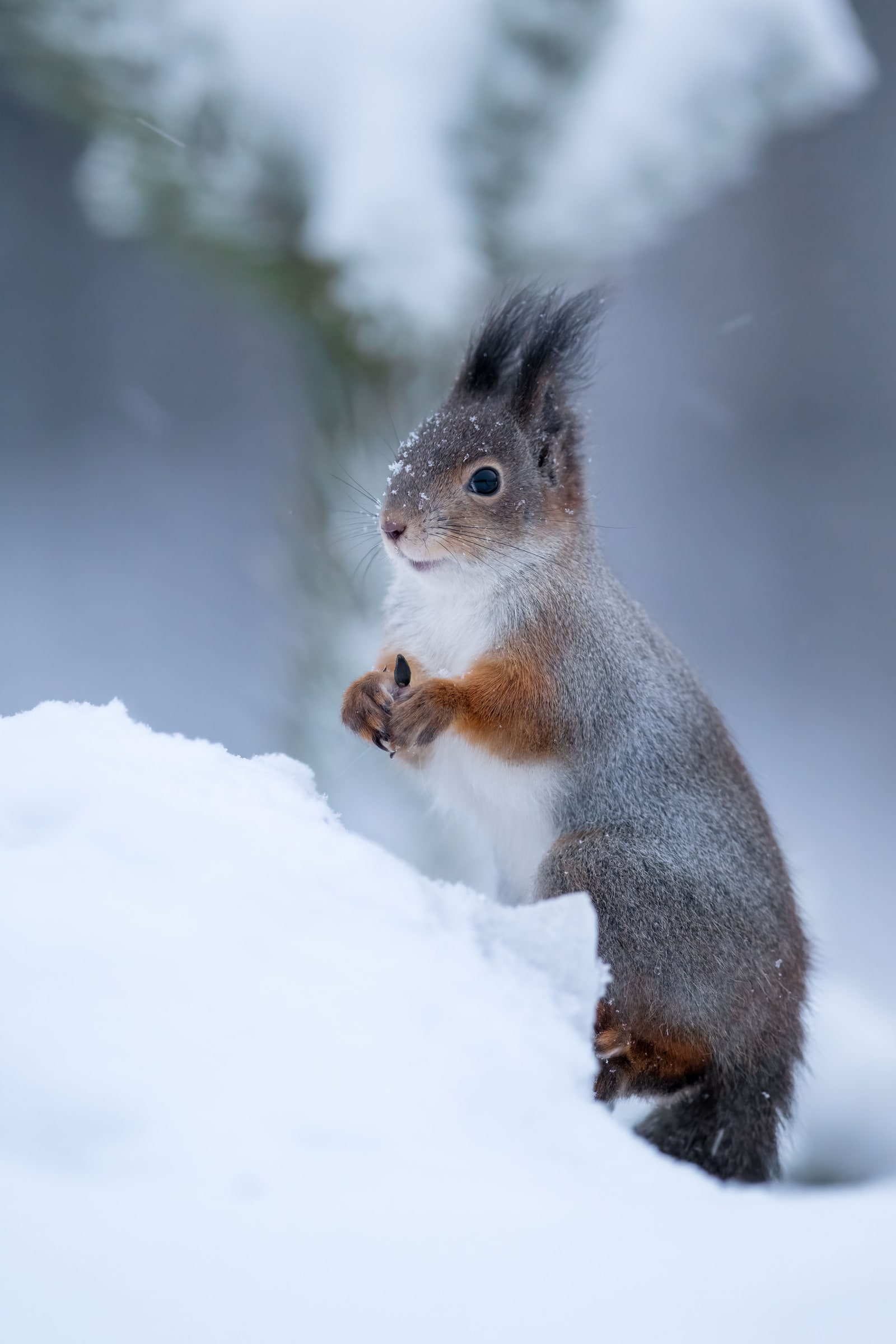 Red Squirrel holding food beside a tree trunk in snow in Sweden