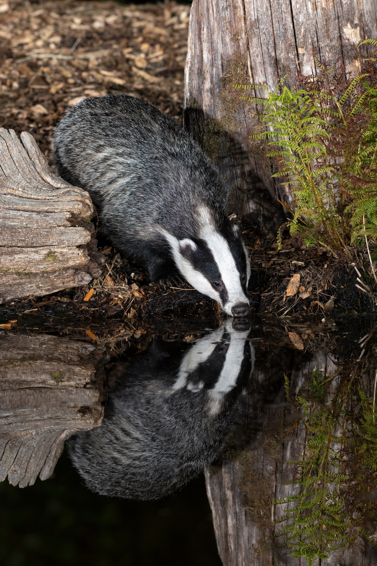 European Badger drinking beside its reflection in the United Kingdom