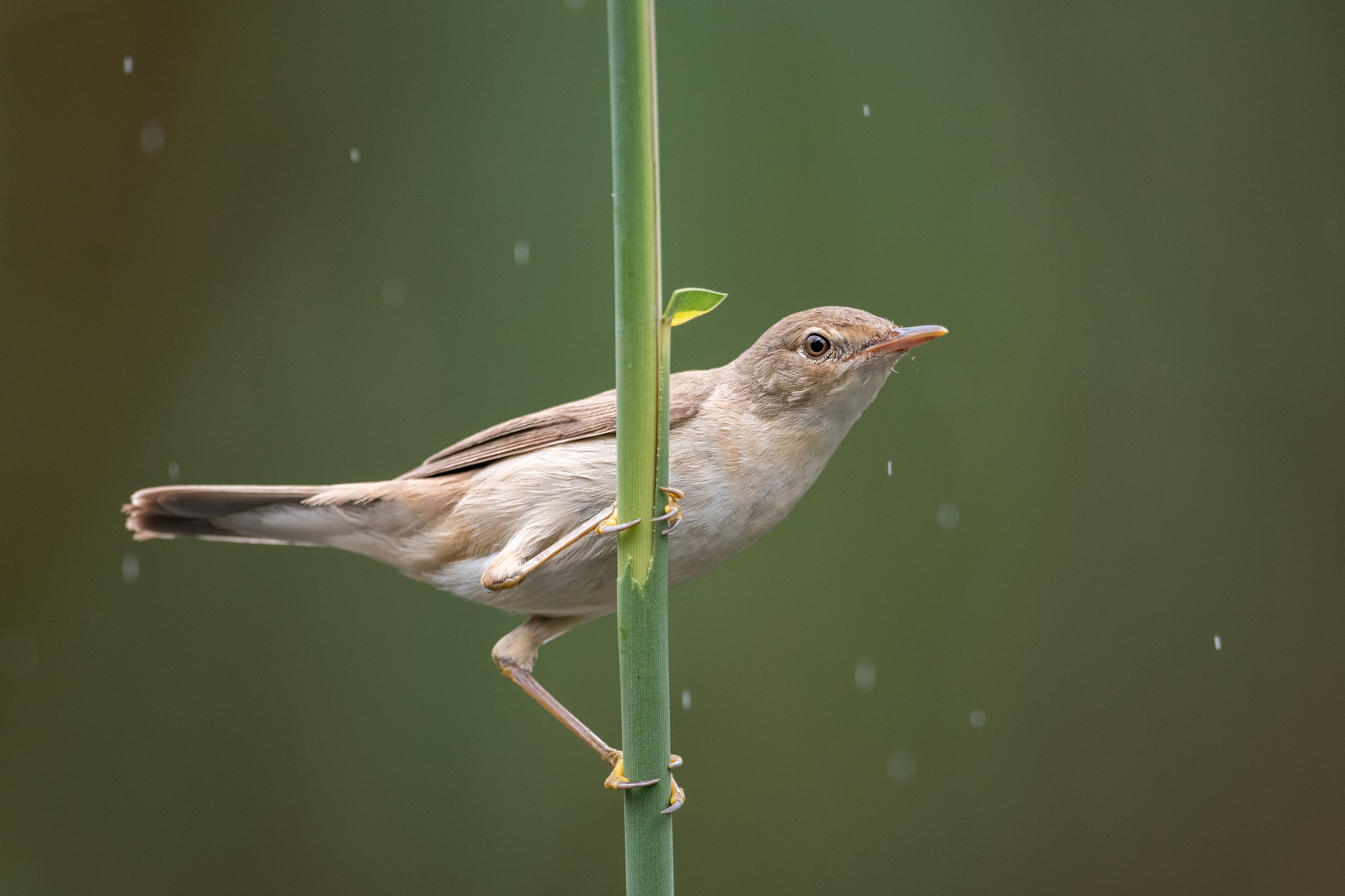 Eurasian Reed Warbler perched on a reed in rain in the United Kingdom