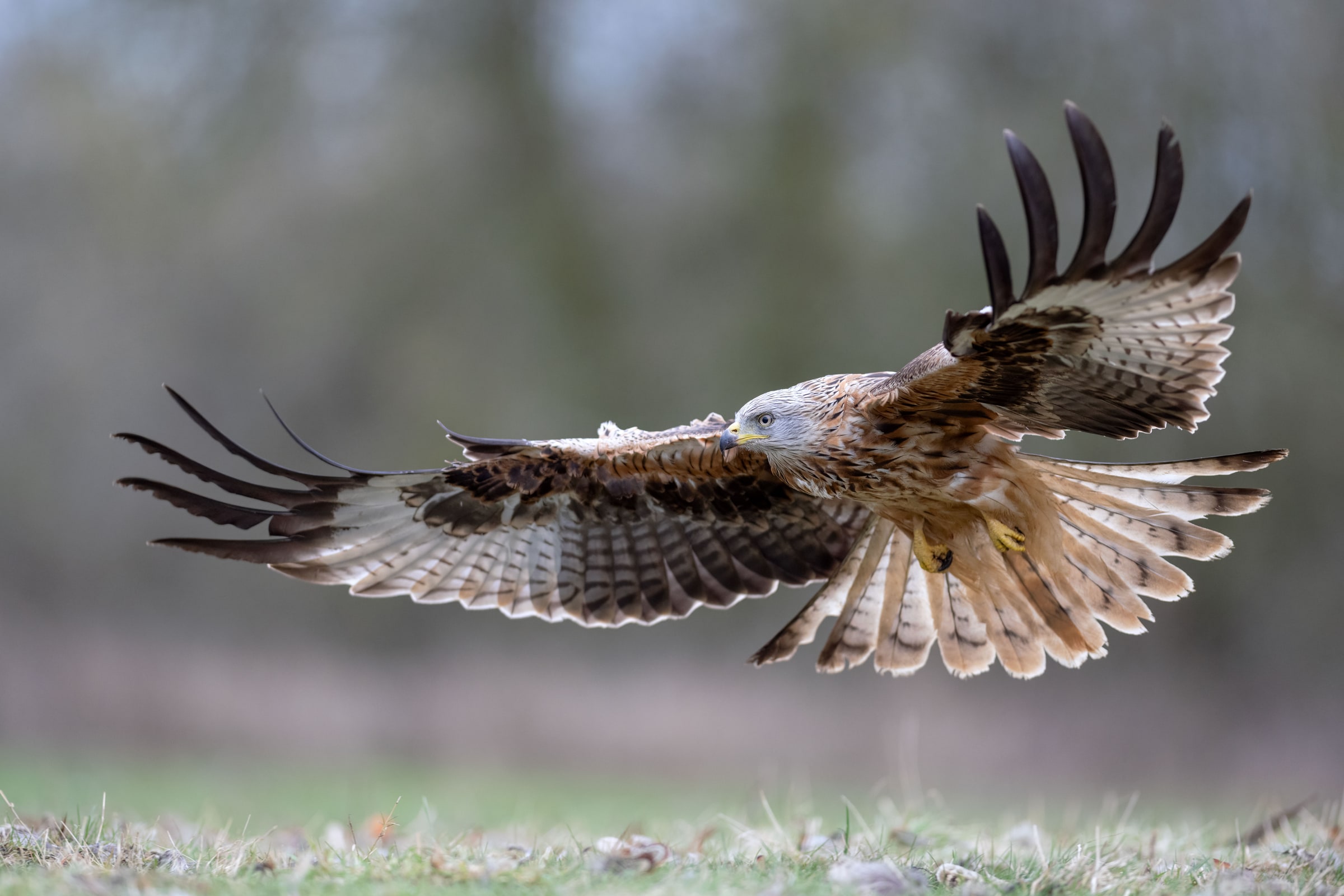 Red Kite flying low over grass with its wings spread in the United Kingdom