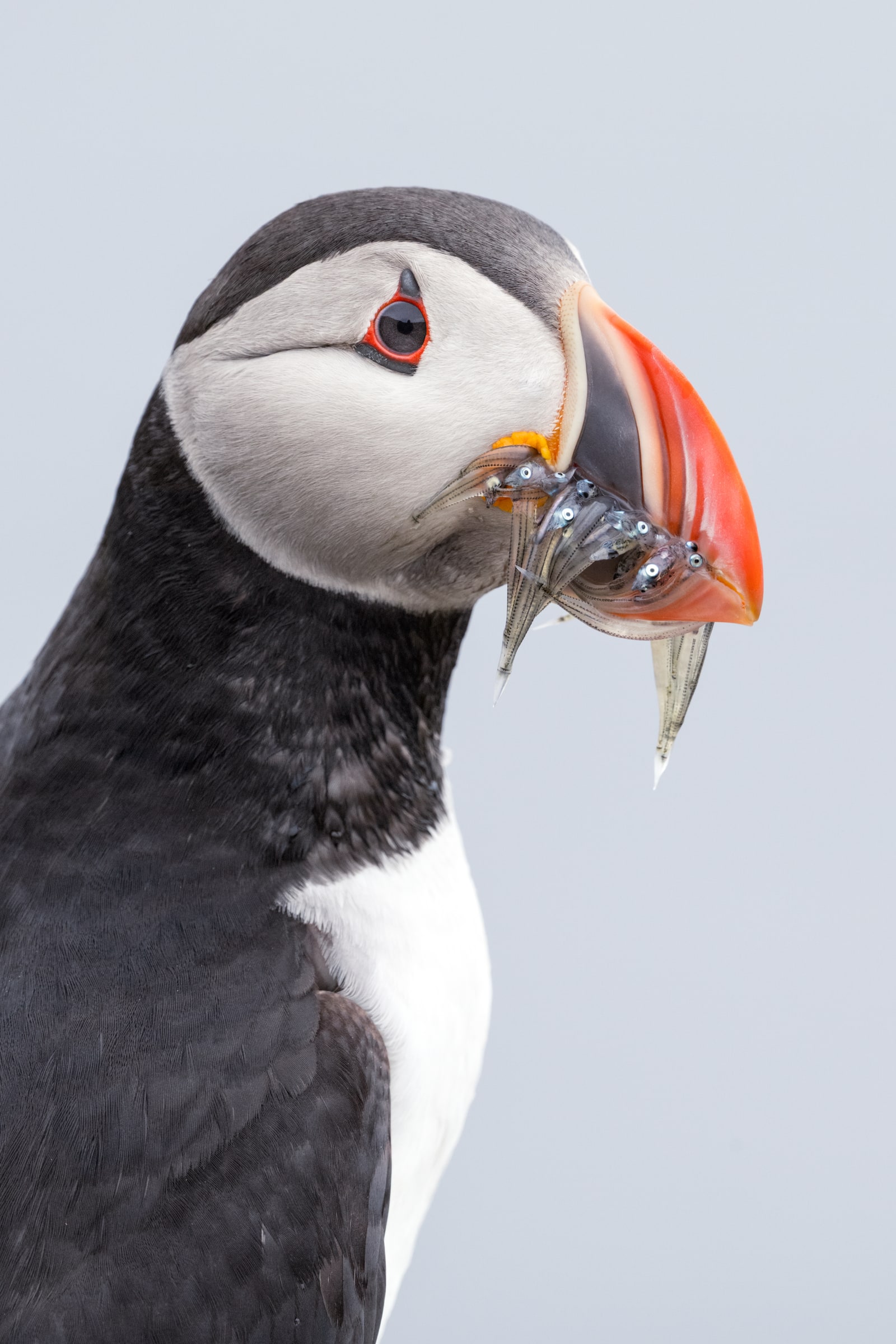 Atlantic Puffin holding fish in Iceland