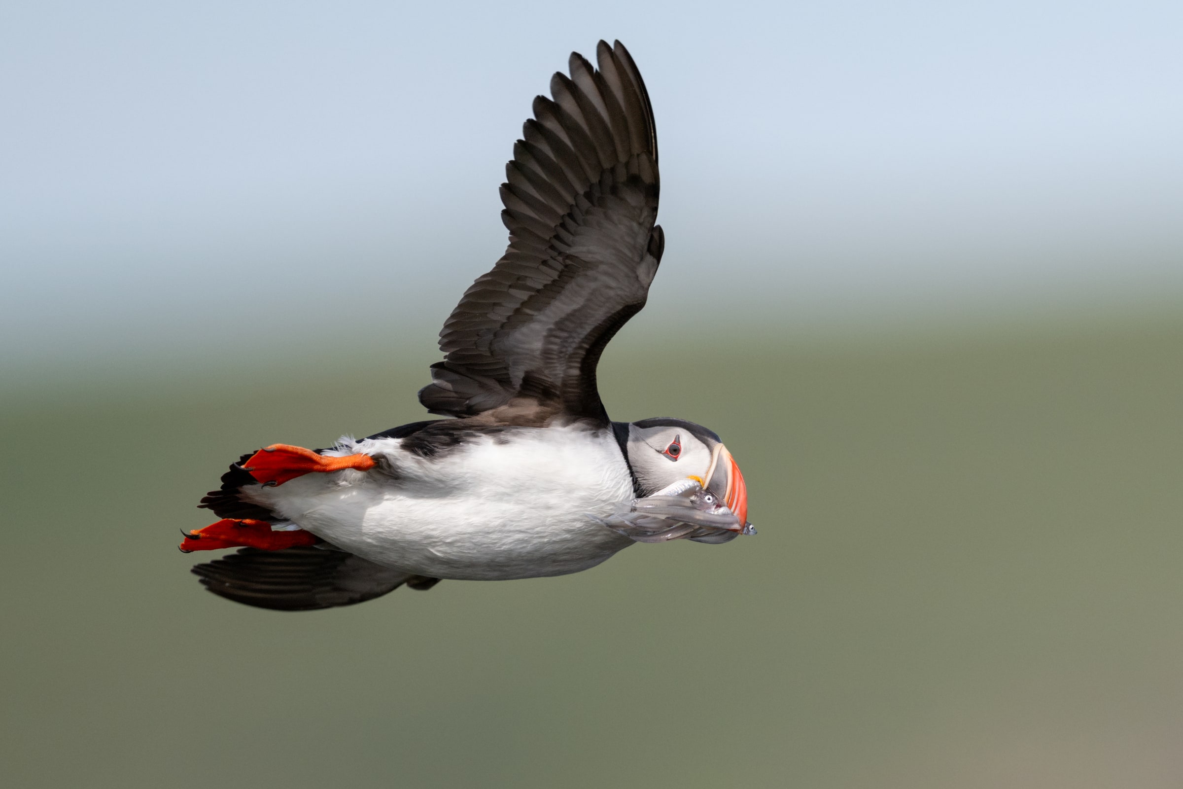 Atlantic Puffin flying with fish in Iceland