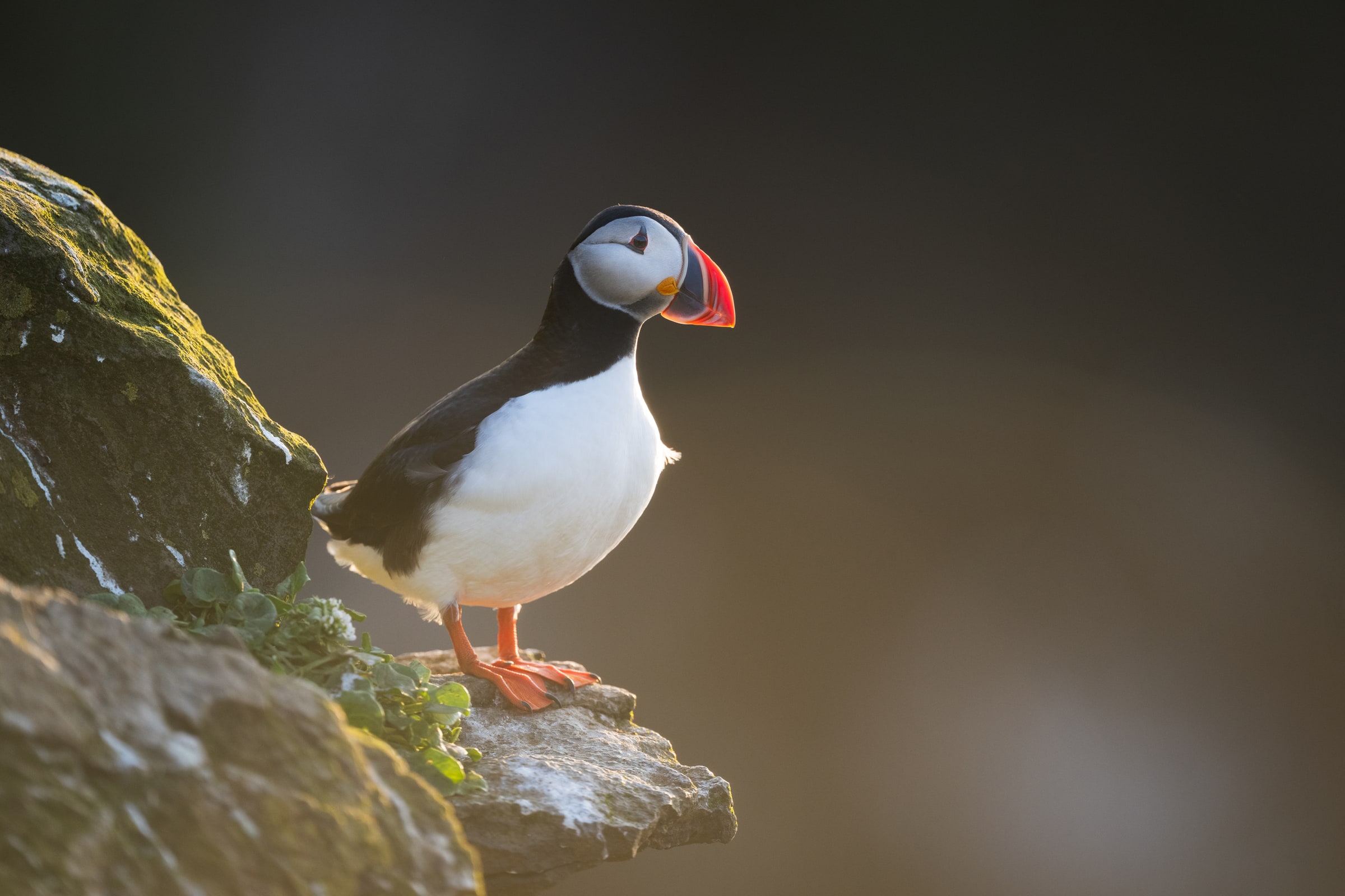 Atlantic Puffin standing on a rocky cliff in Iceland