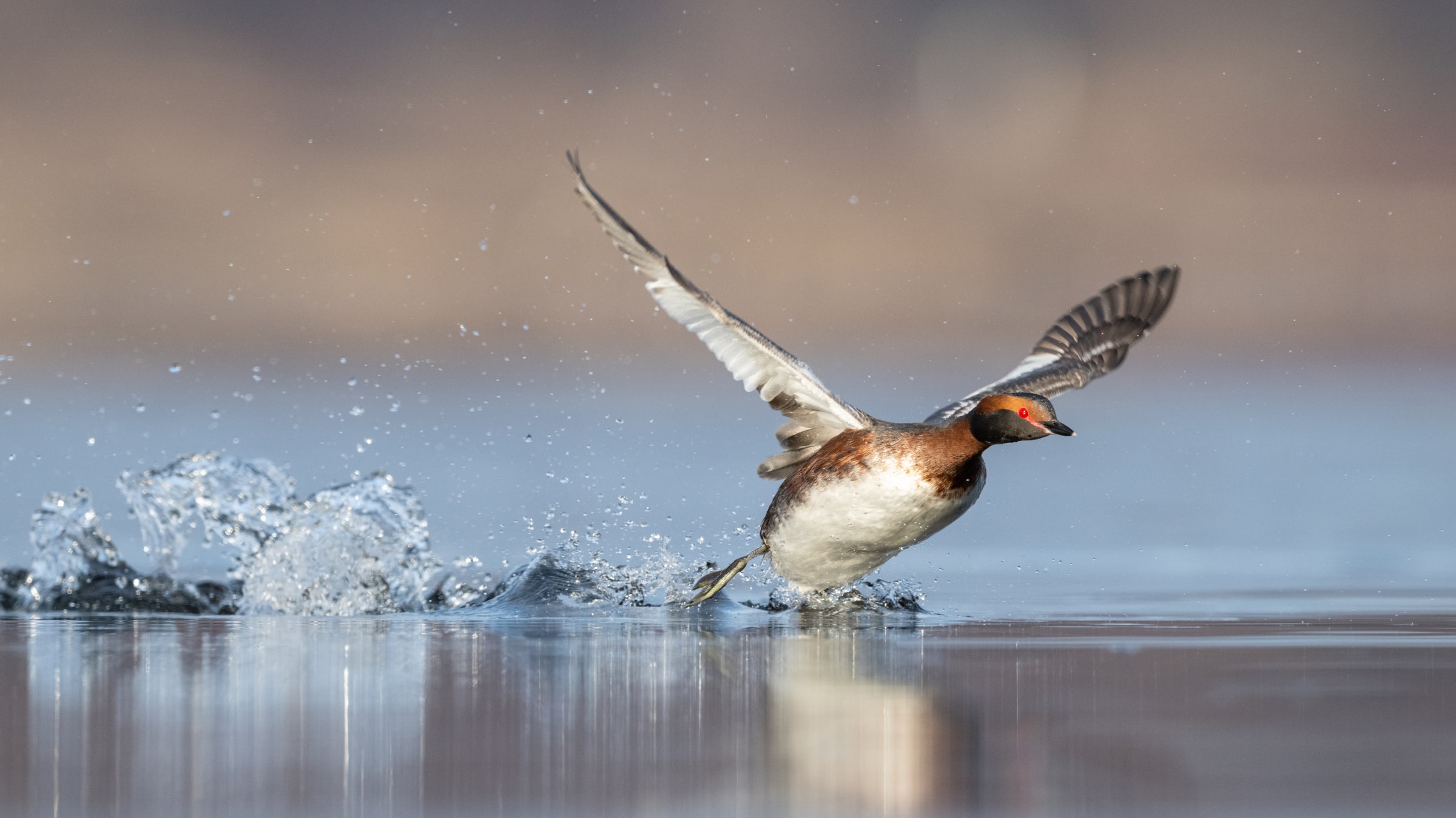 Horned Grebe running across water during takeoff in Iceland