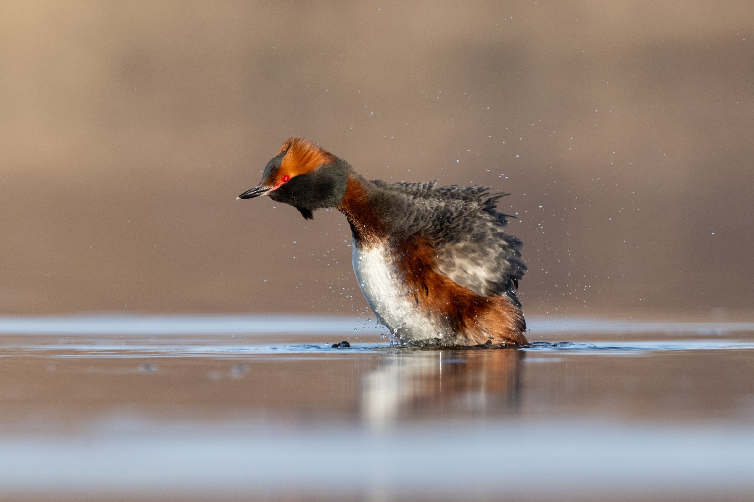 Horned Grebe shaking water from its feathers in Iceland