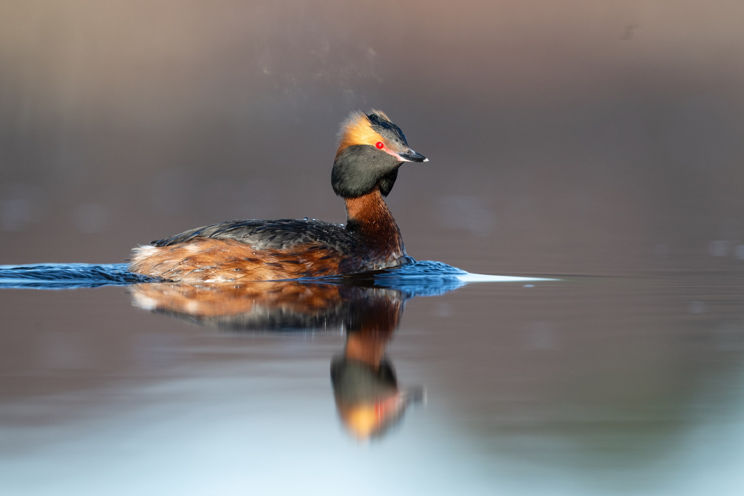 Horned Grebe on calm water with a reflection in Iceland