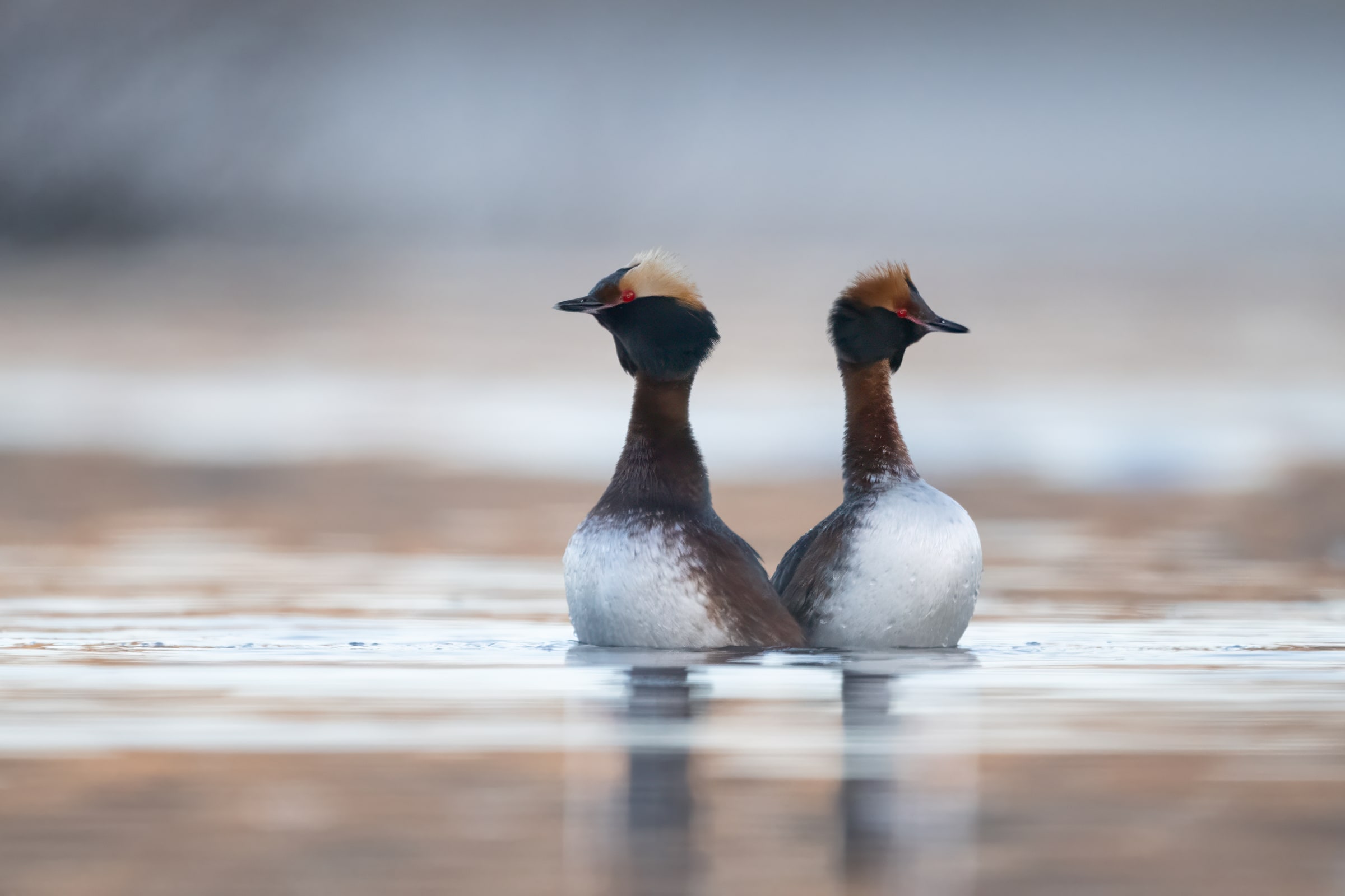 Two Horned Grebes displaying side by side on water in Iceland