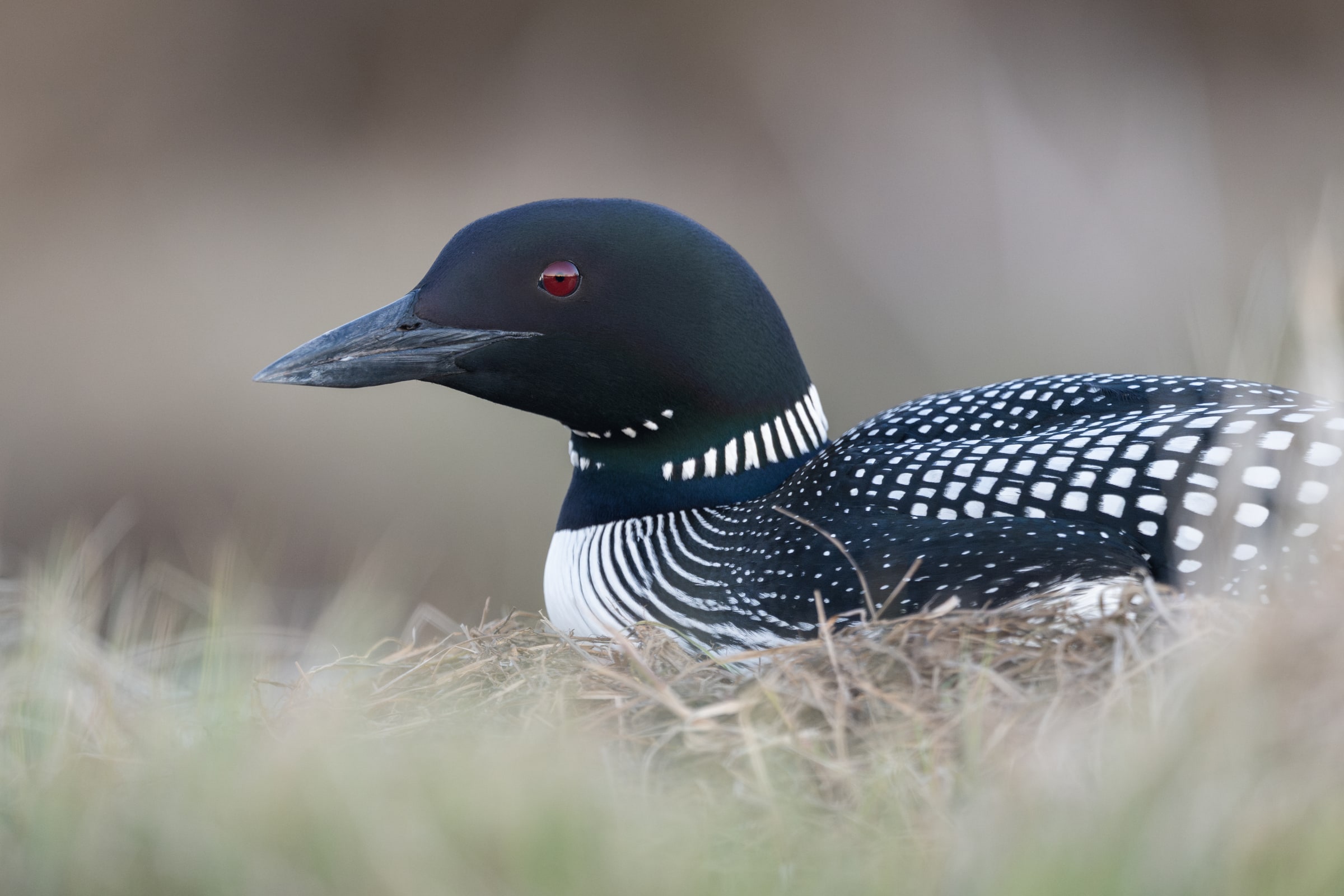 Great Northern Diver resting on a nest in Iceland