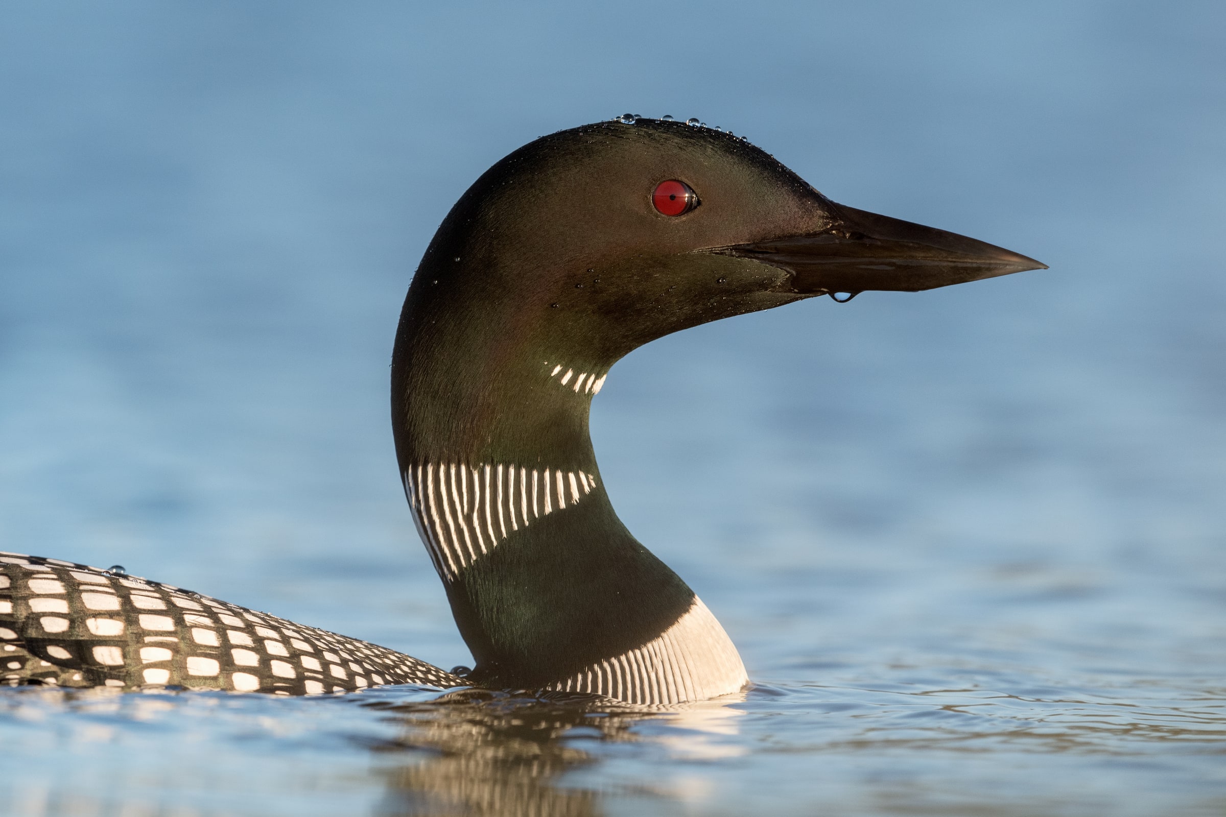Great Northern Diver with a red eye on water in Iceland