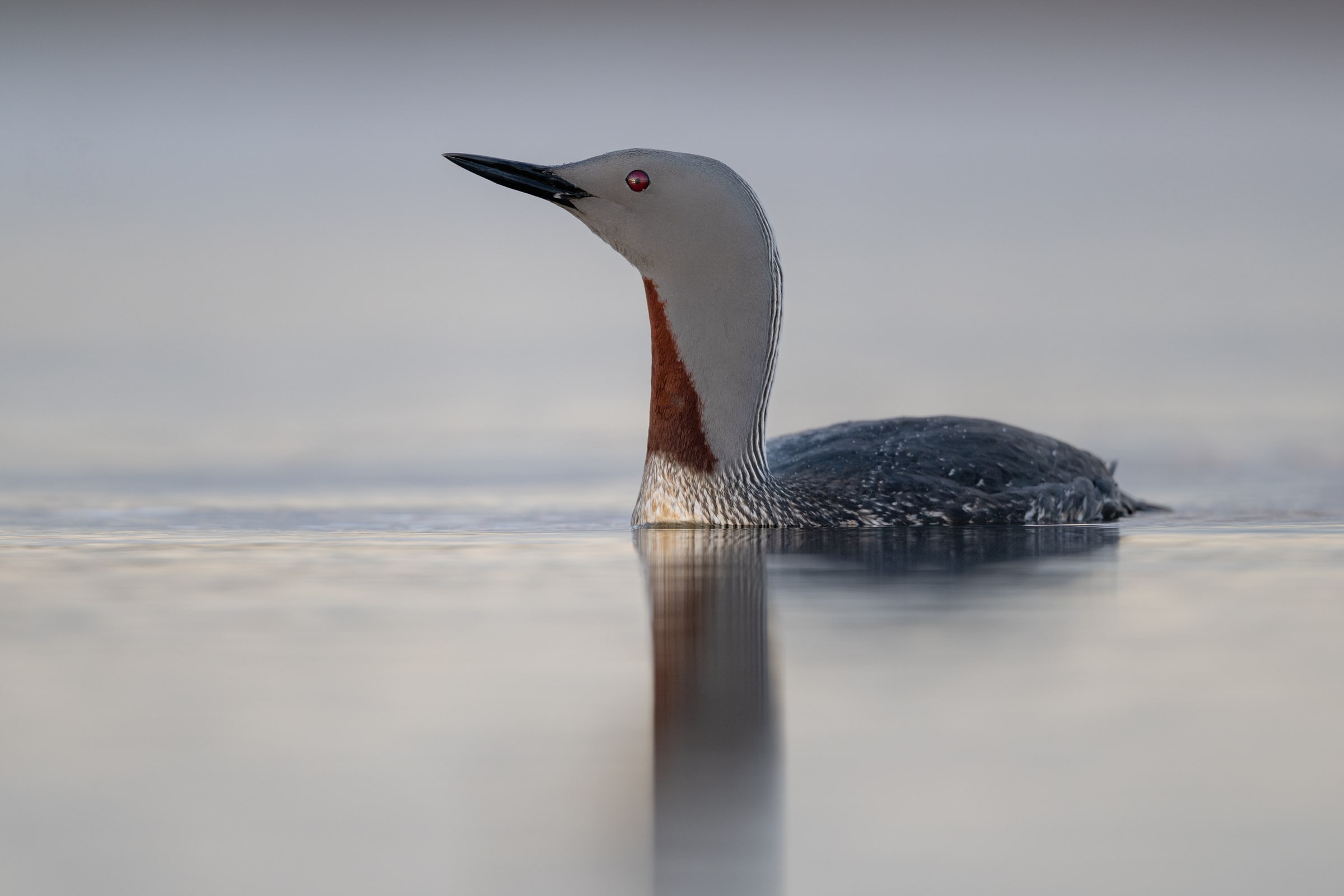 Red-throated Diver on calm water with a reflection in Iceland