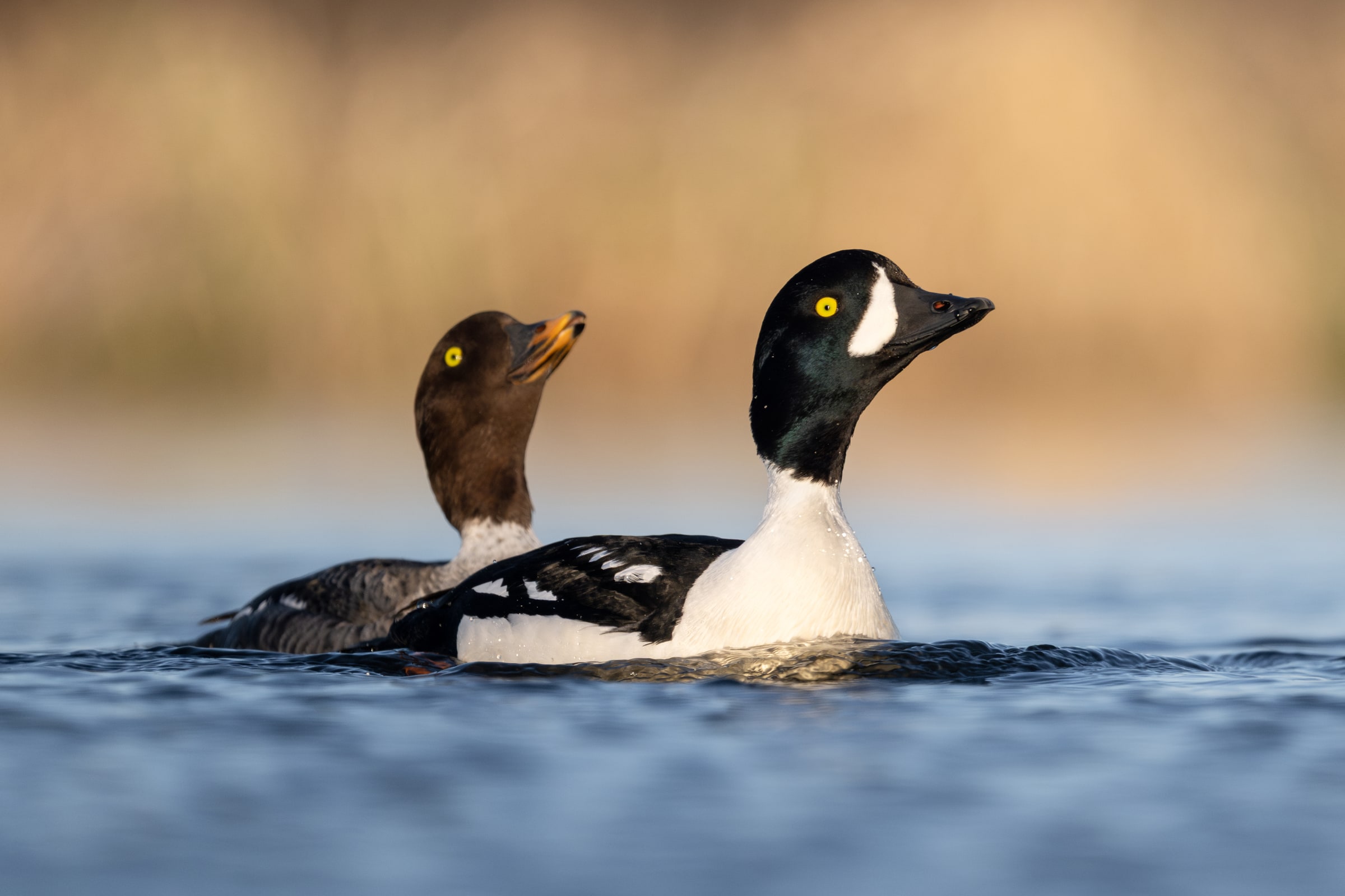 Two Barrow's Goldeneyes swimming on water in Iceland