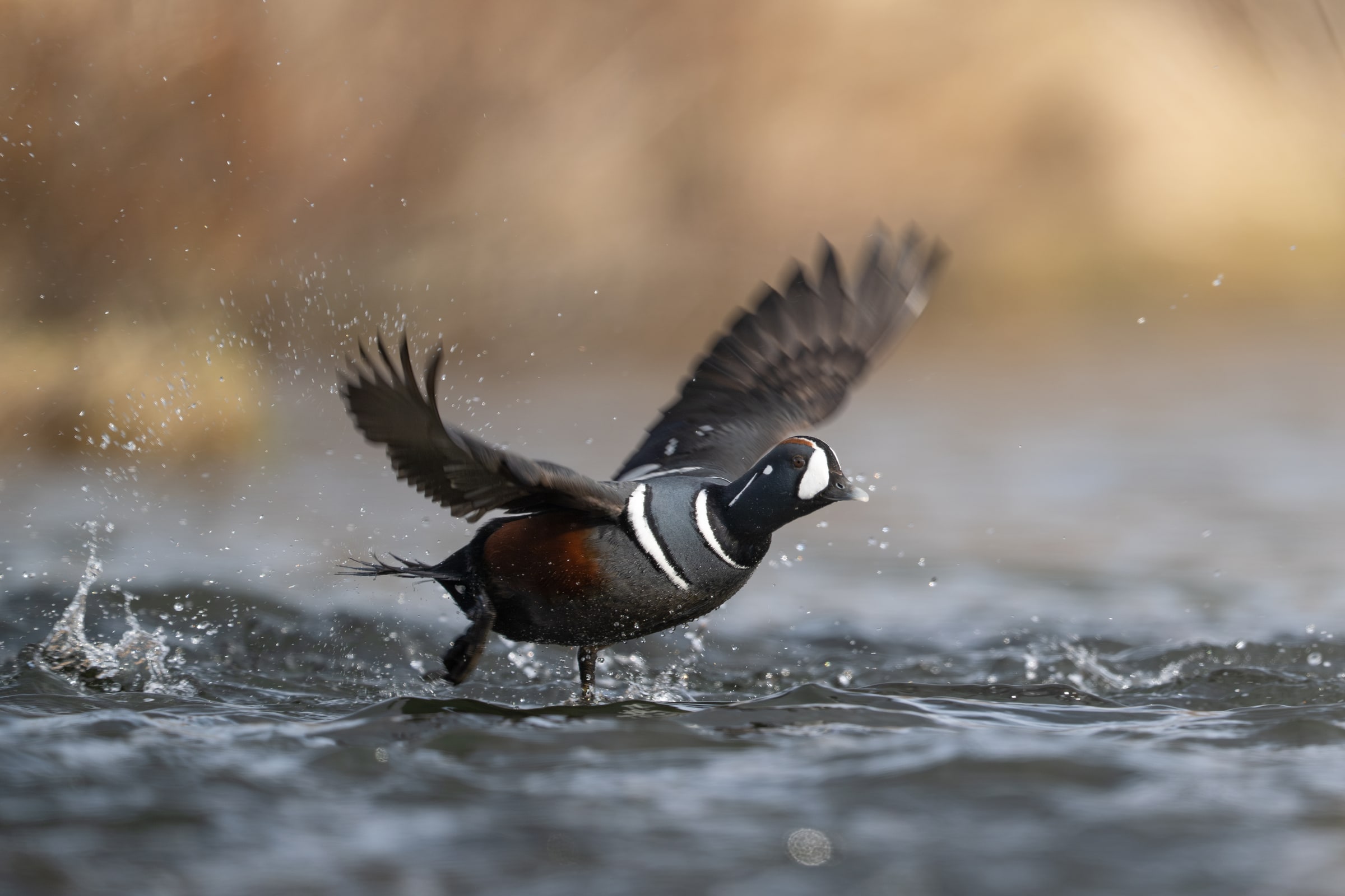 Harlequin Duck running across water during takeoff in Iceland